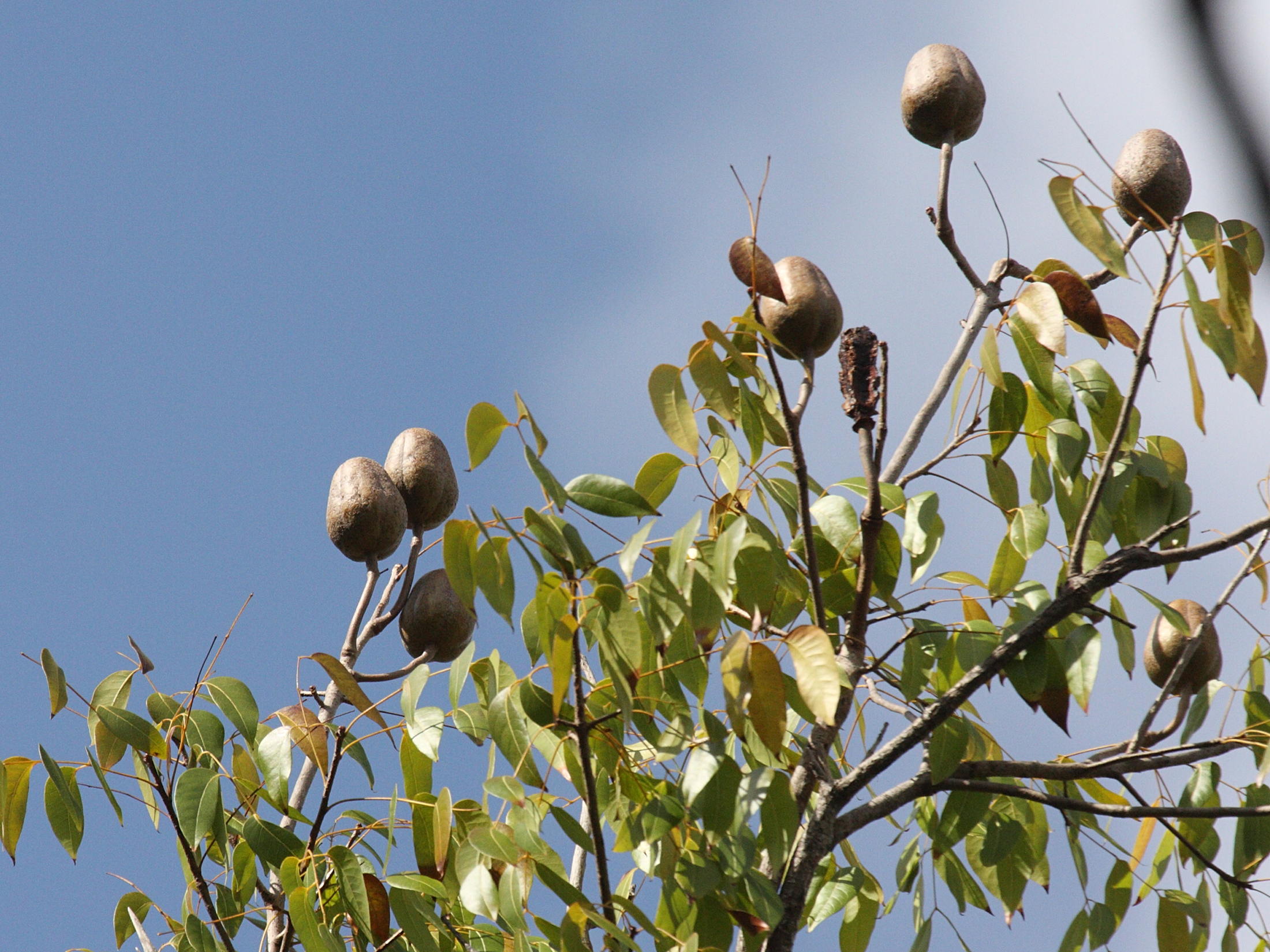 swietenia_mahagoni3bd