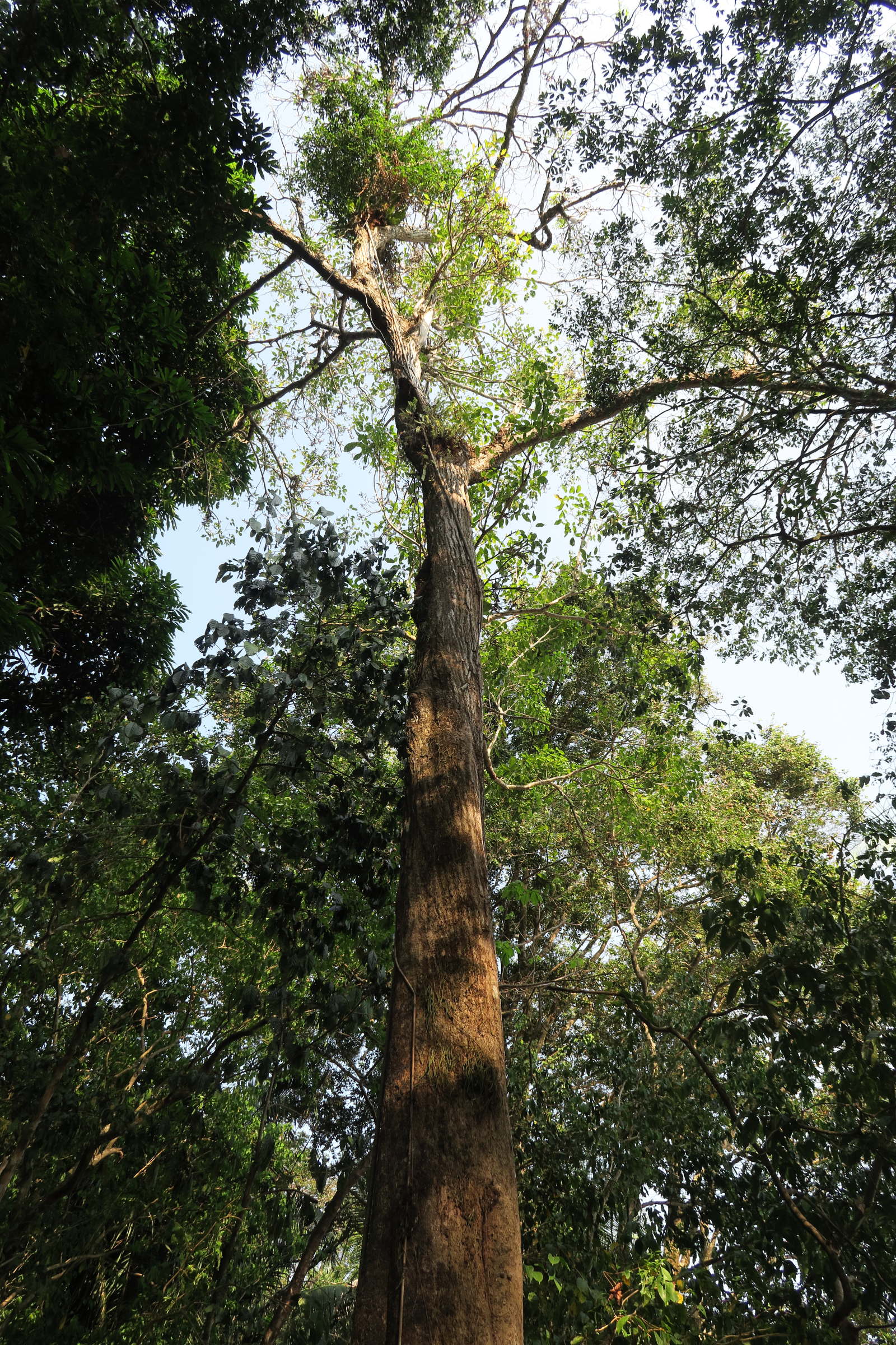 Afficher le média tabebuia_rosea6md tabebuia_rosea6md