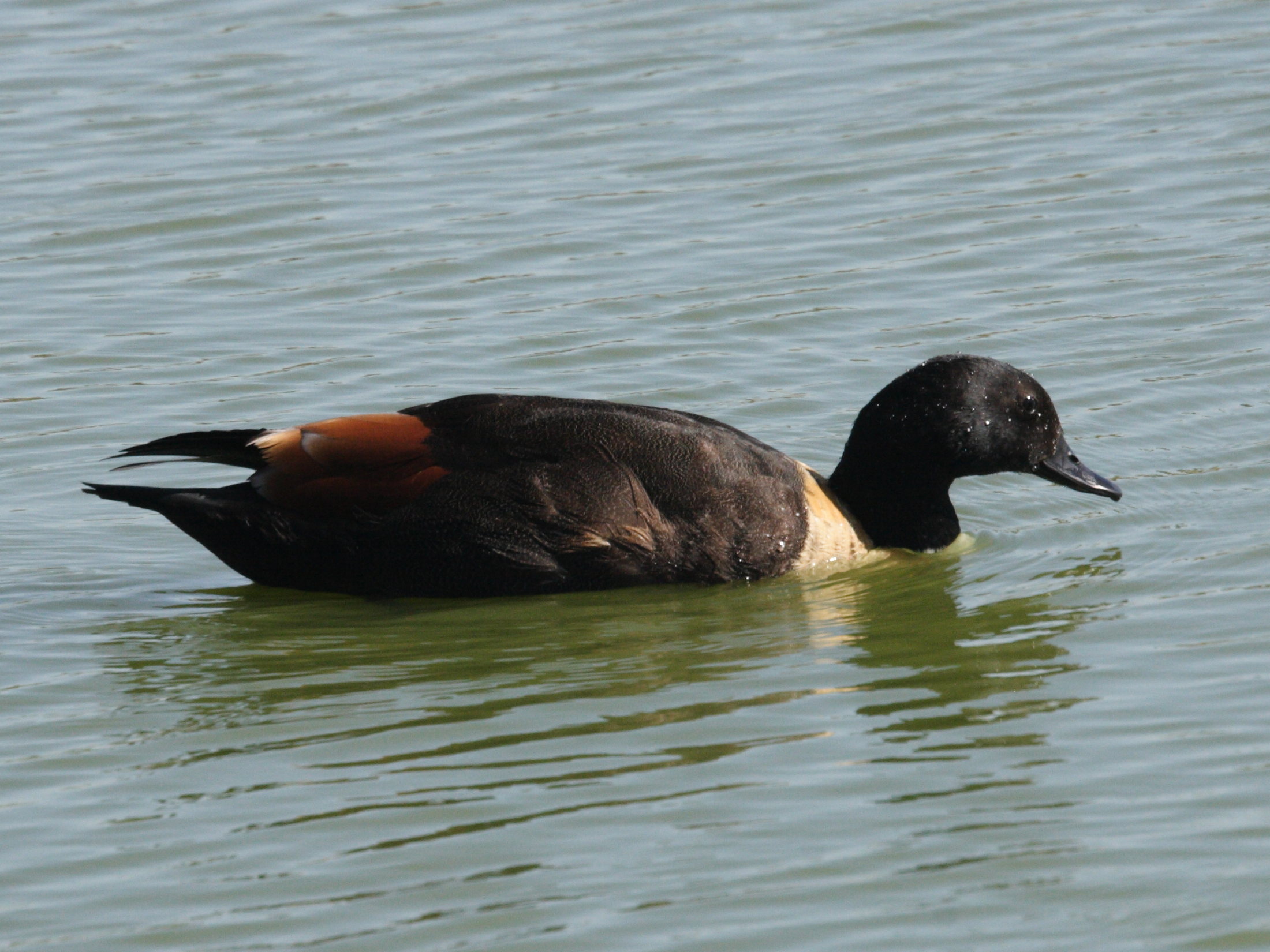 tadorne_d-australie_-_tadorna_tadornoides5md