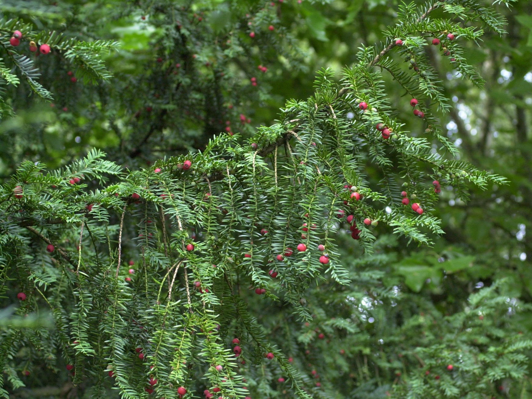taxus_baccata4md