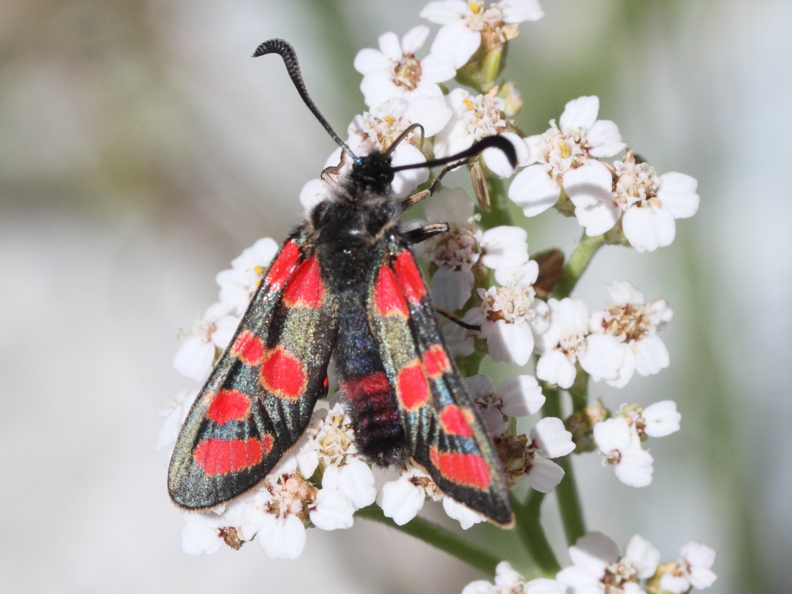 zygaena_carniolica1md