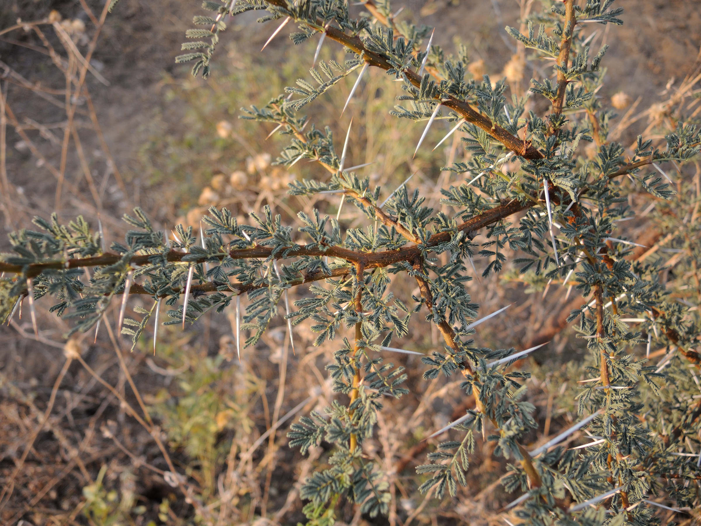 acacia_jacquemontii1md
