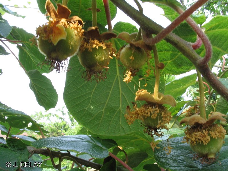 Afficher le média actinidia_deliciosa8jd actinidia_deliciosa8jd