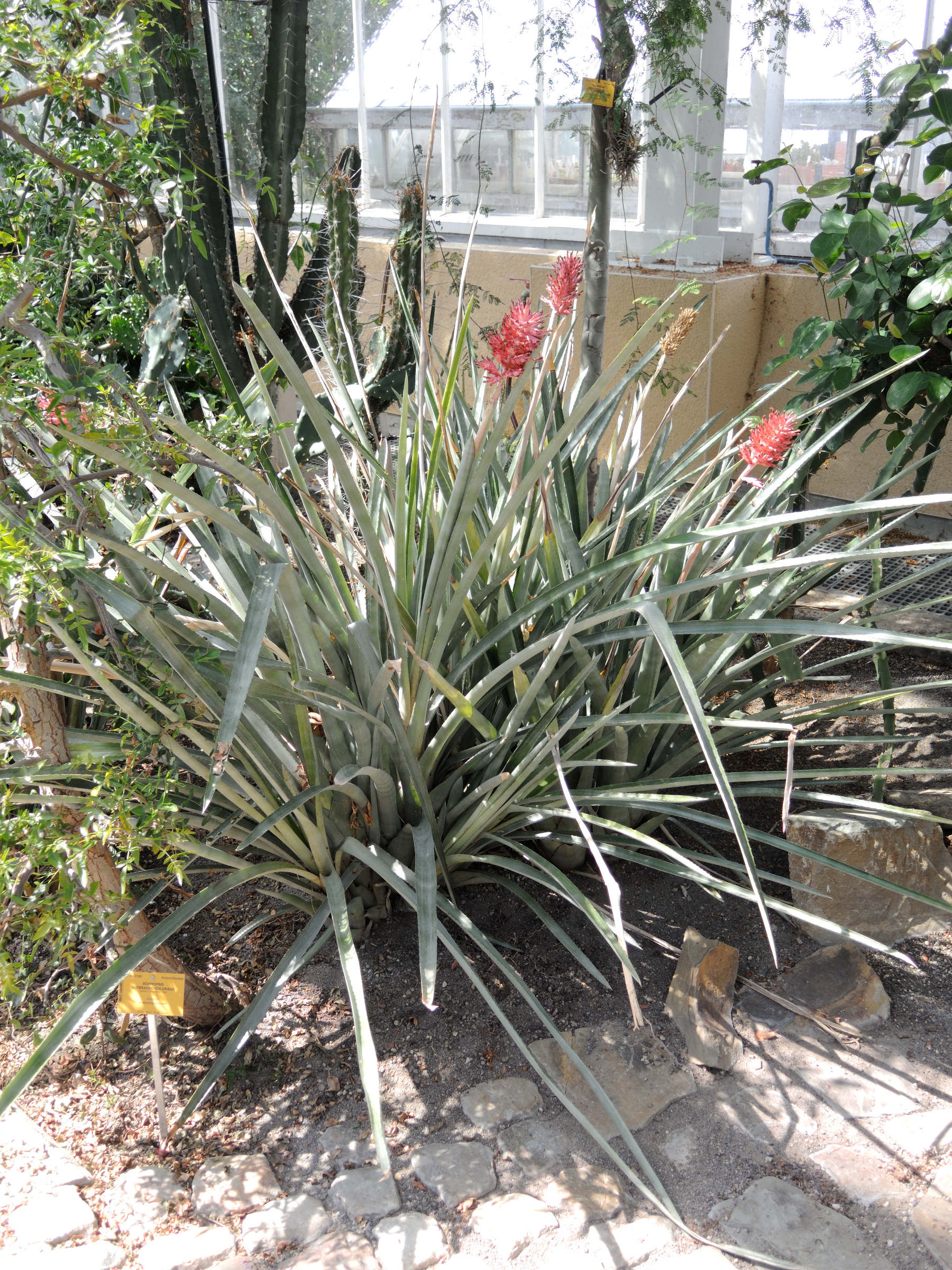 aechmea_distichantha_distichantha1md