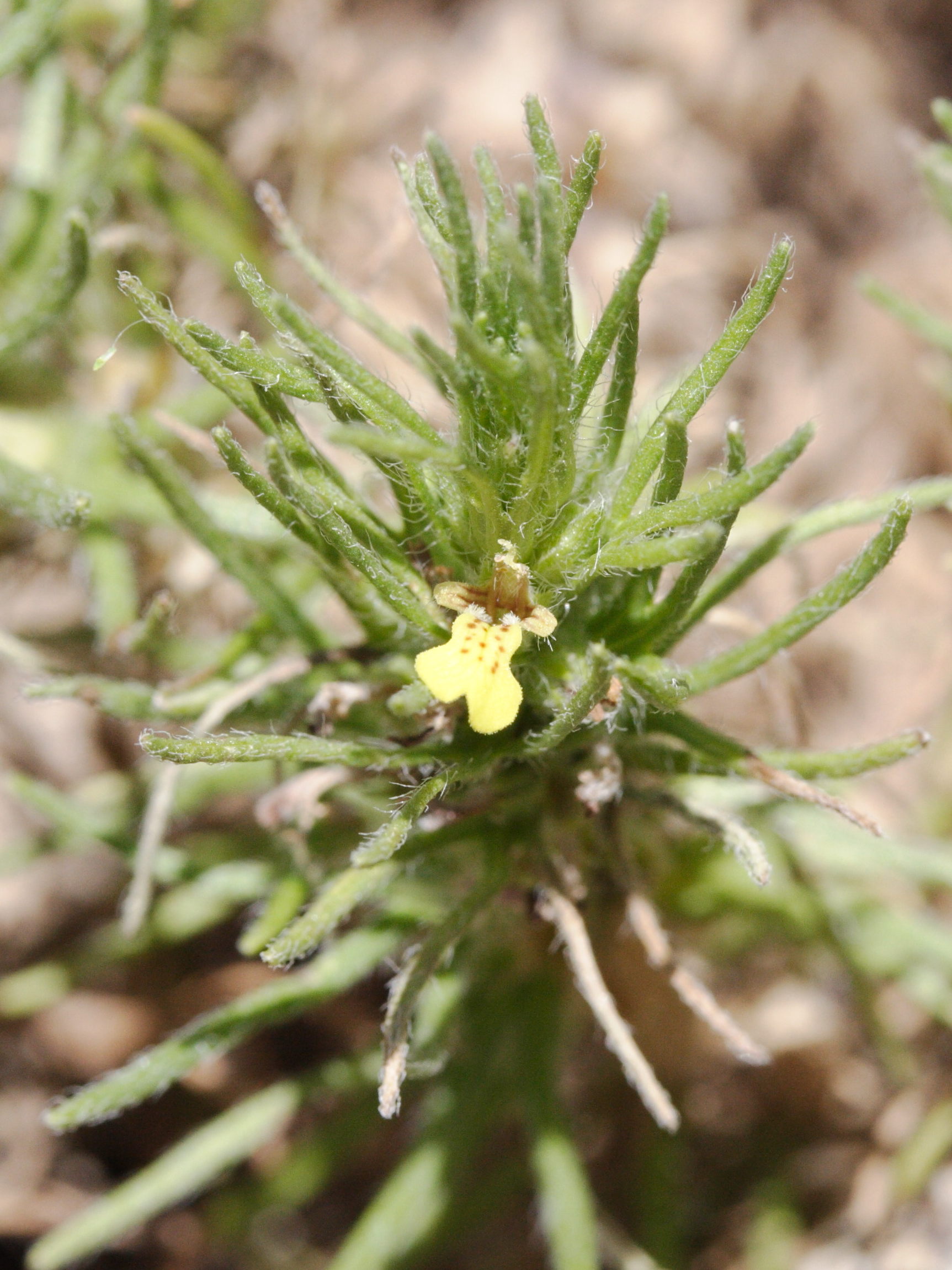 ajuga_chamaepitys2md