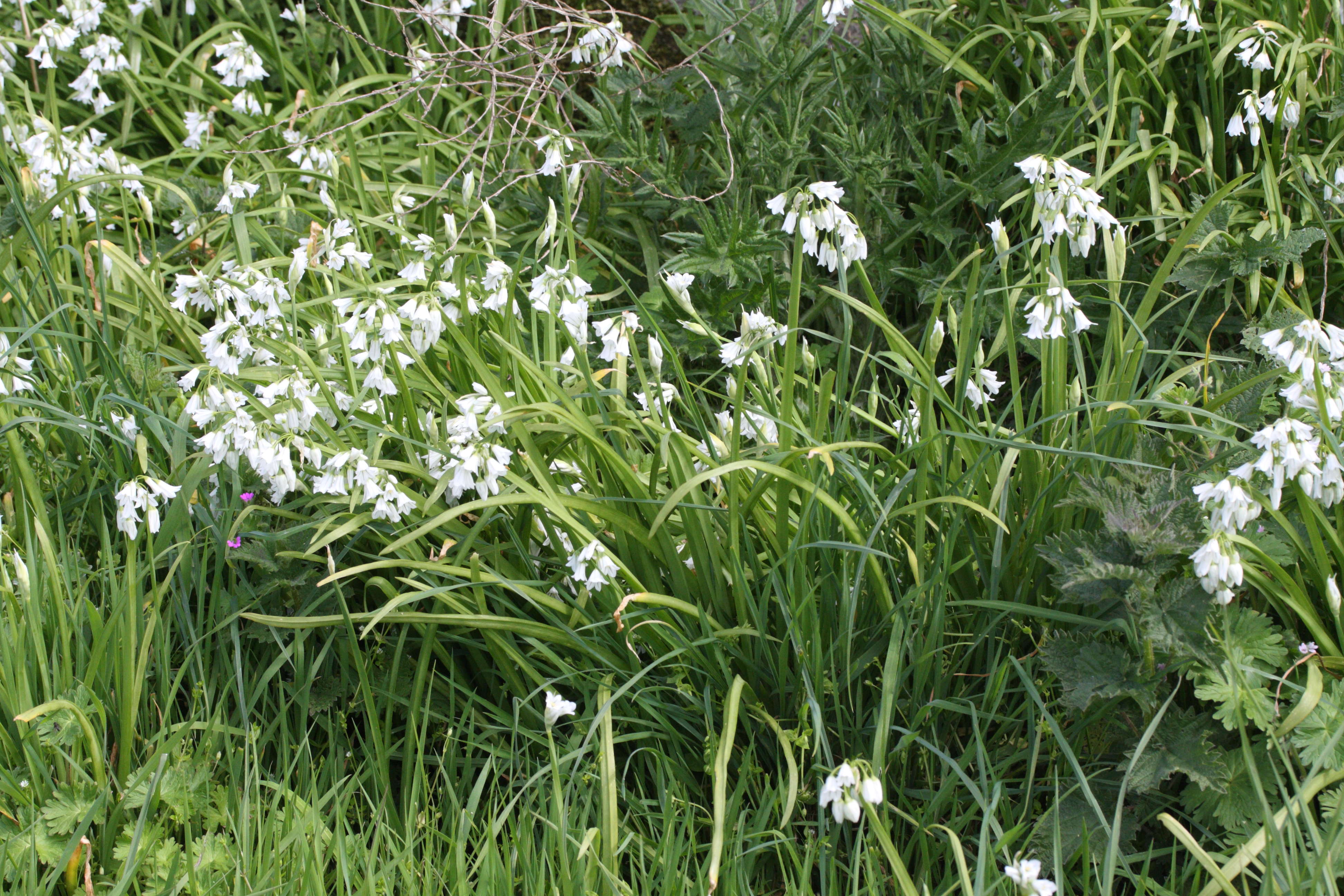 allium_triquetrum1md