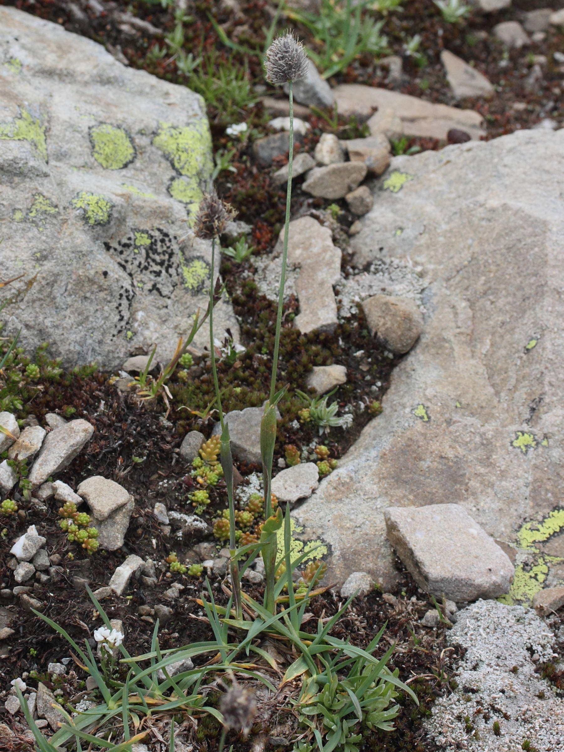 alopecurus_gerardii1md