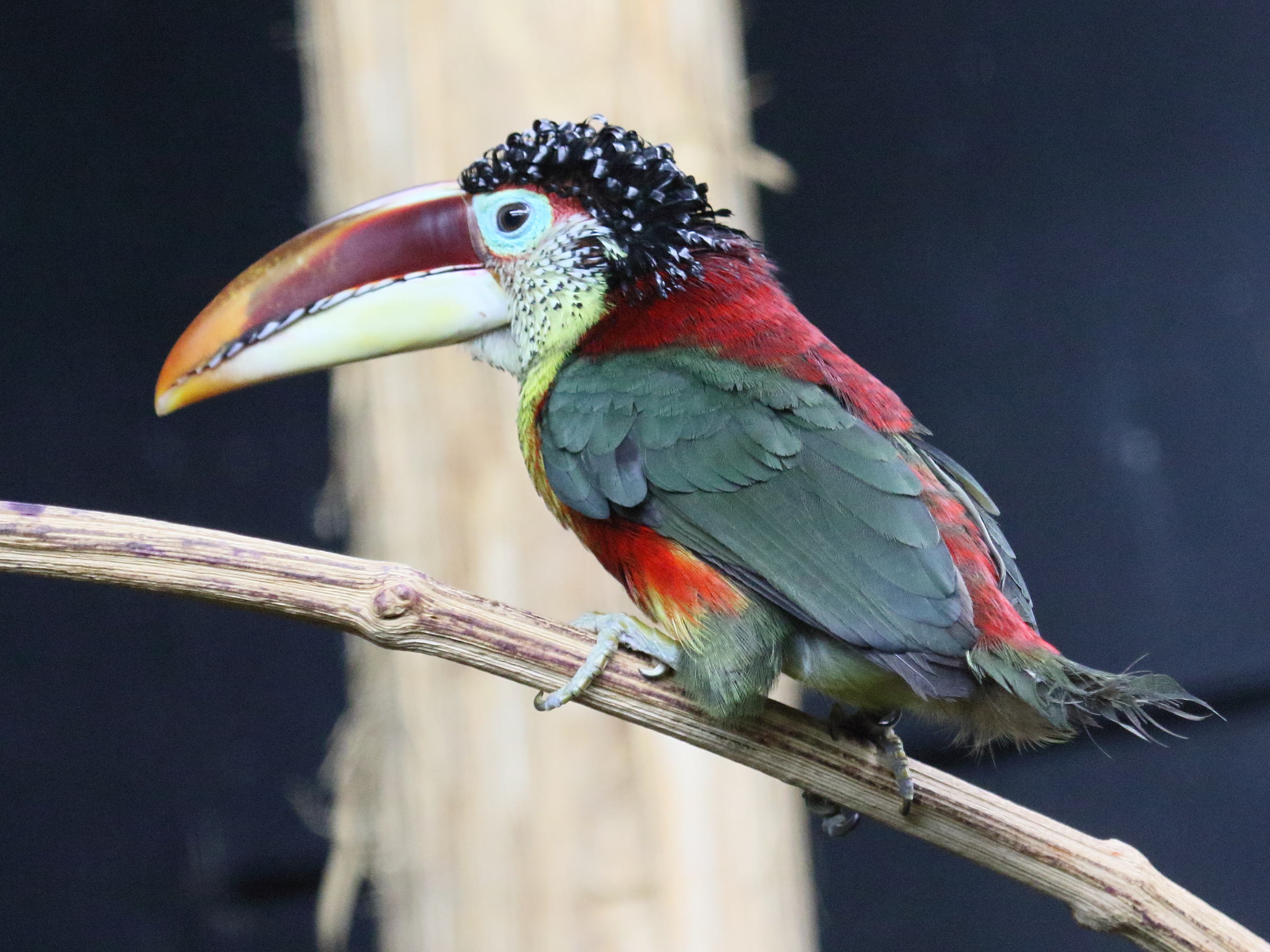 Afficher le média aracari_de_beauharnais_-_pteroglossus_beauharnaesii1bd aracari_de_beauharnais_-_pteroglossus_beauharnaesii1bd