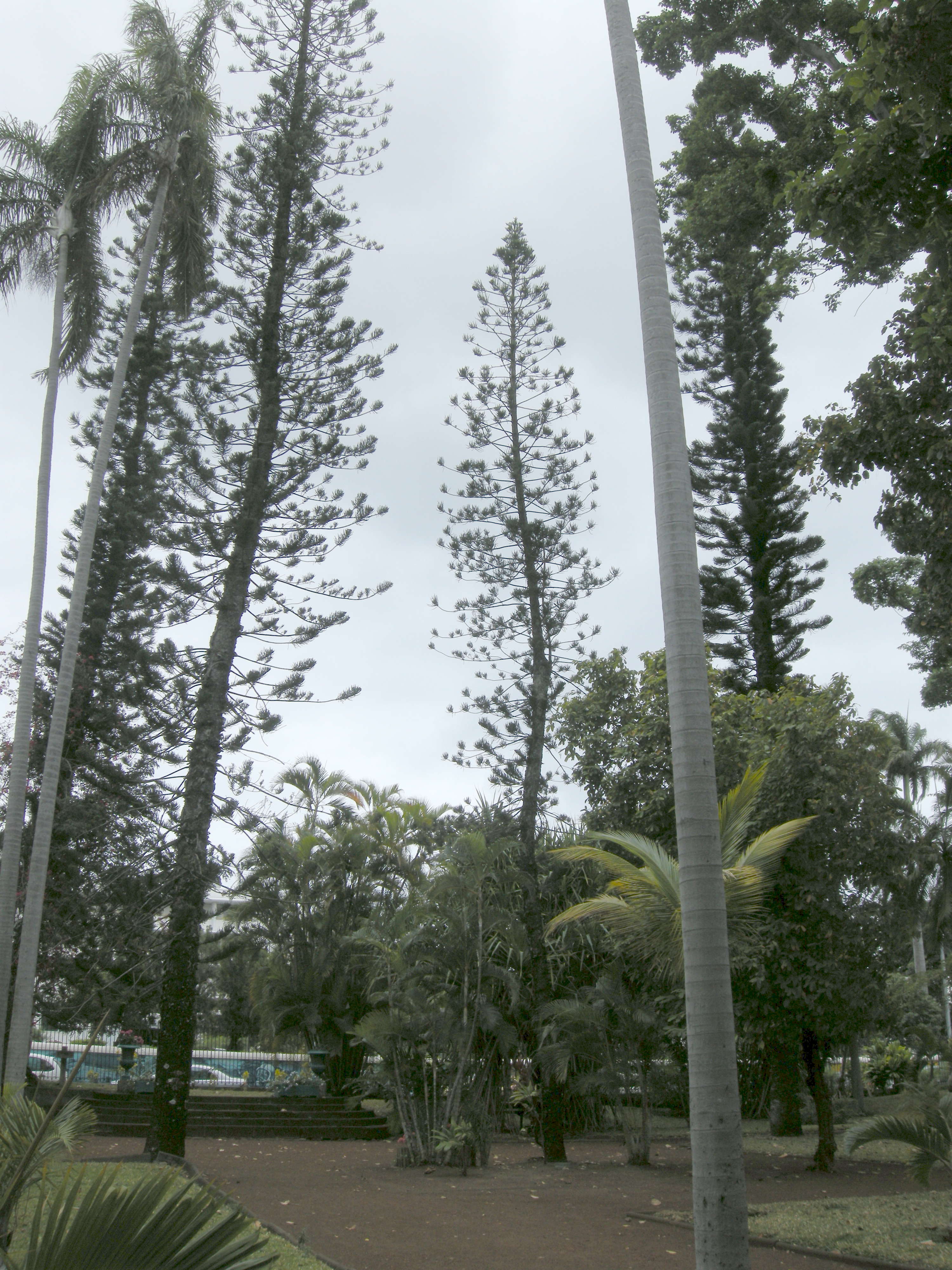 araucaria_columnaris3md