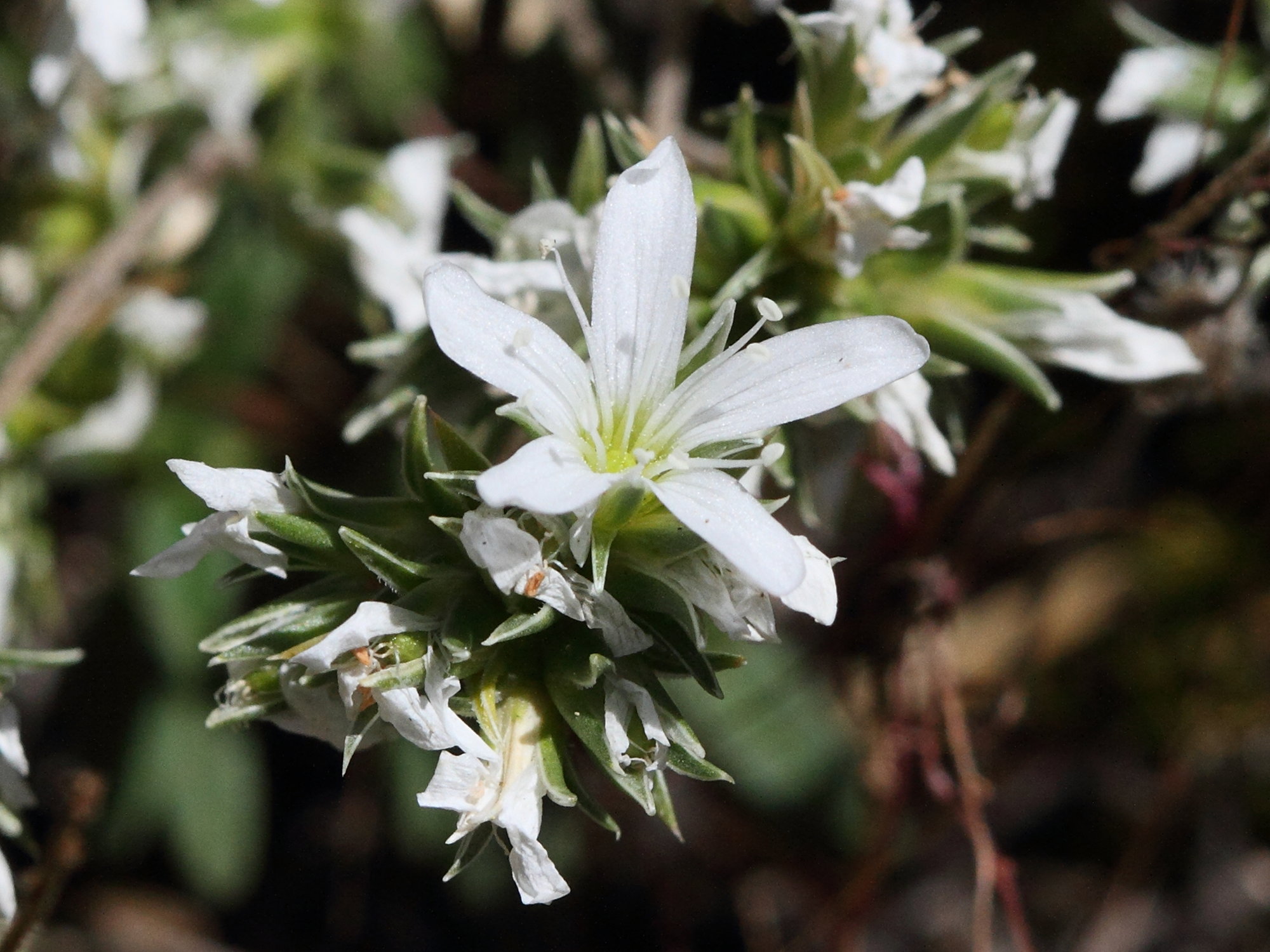 arenaria_aggregata3md