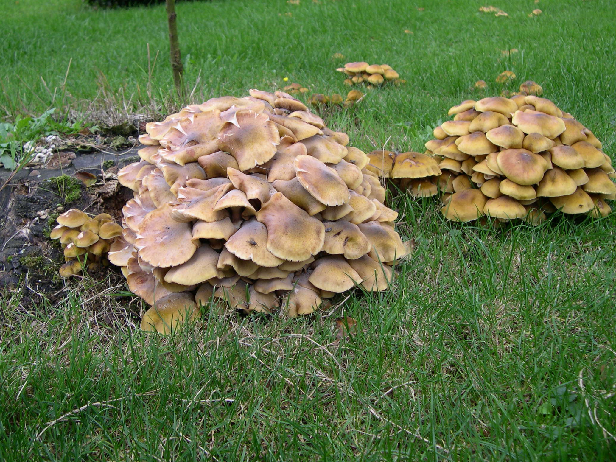armillaria_mellea1md