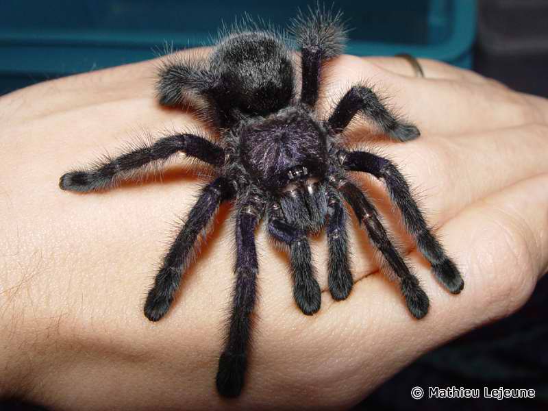 avicularia_purpurea1ml