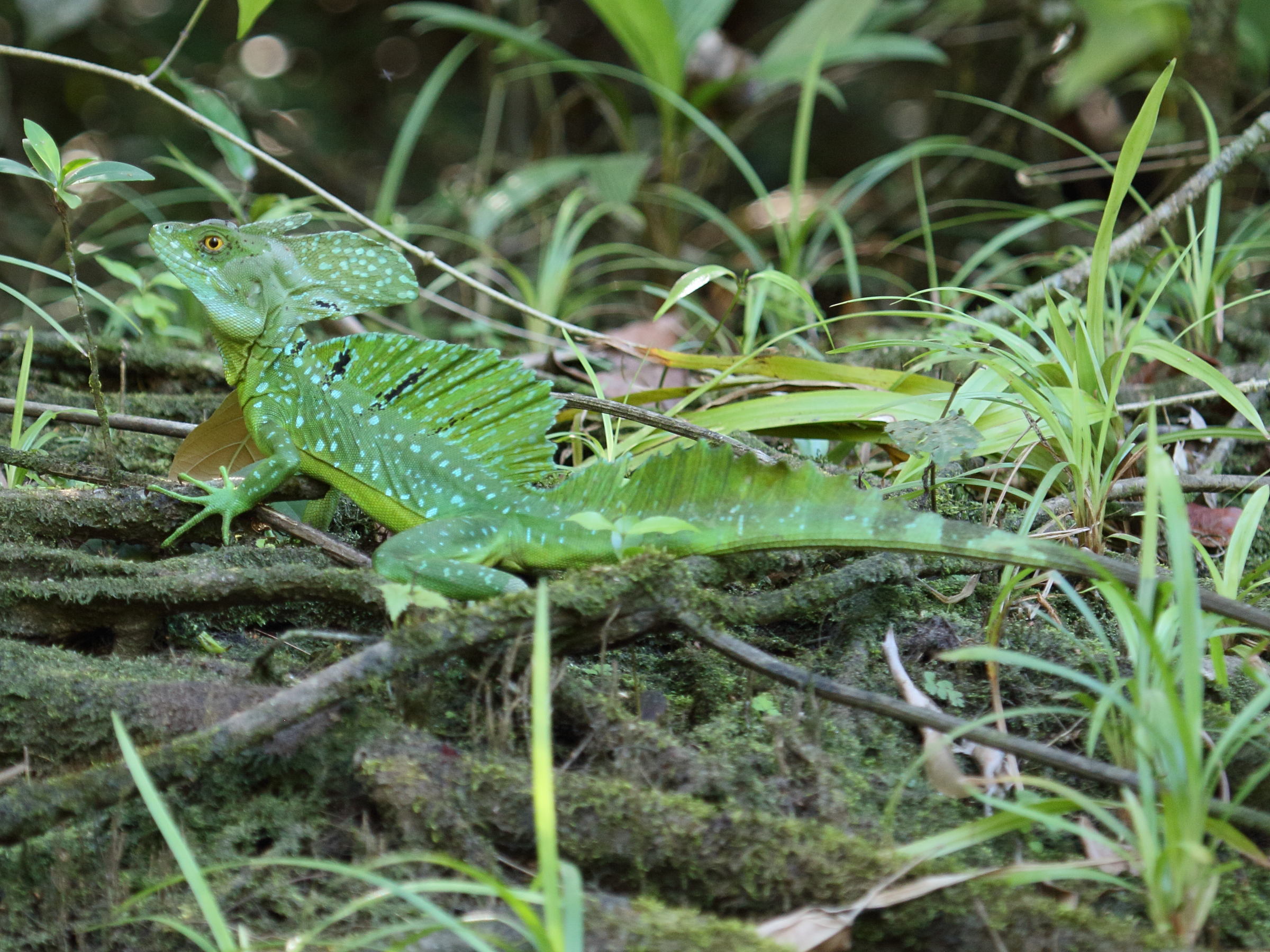 Afficher le média basiliscus_plumifrons6bd basiliscus_plumifrons6bd