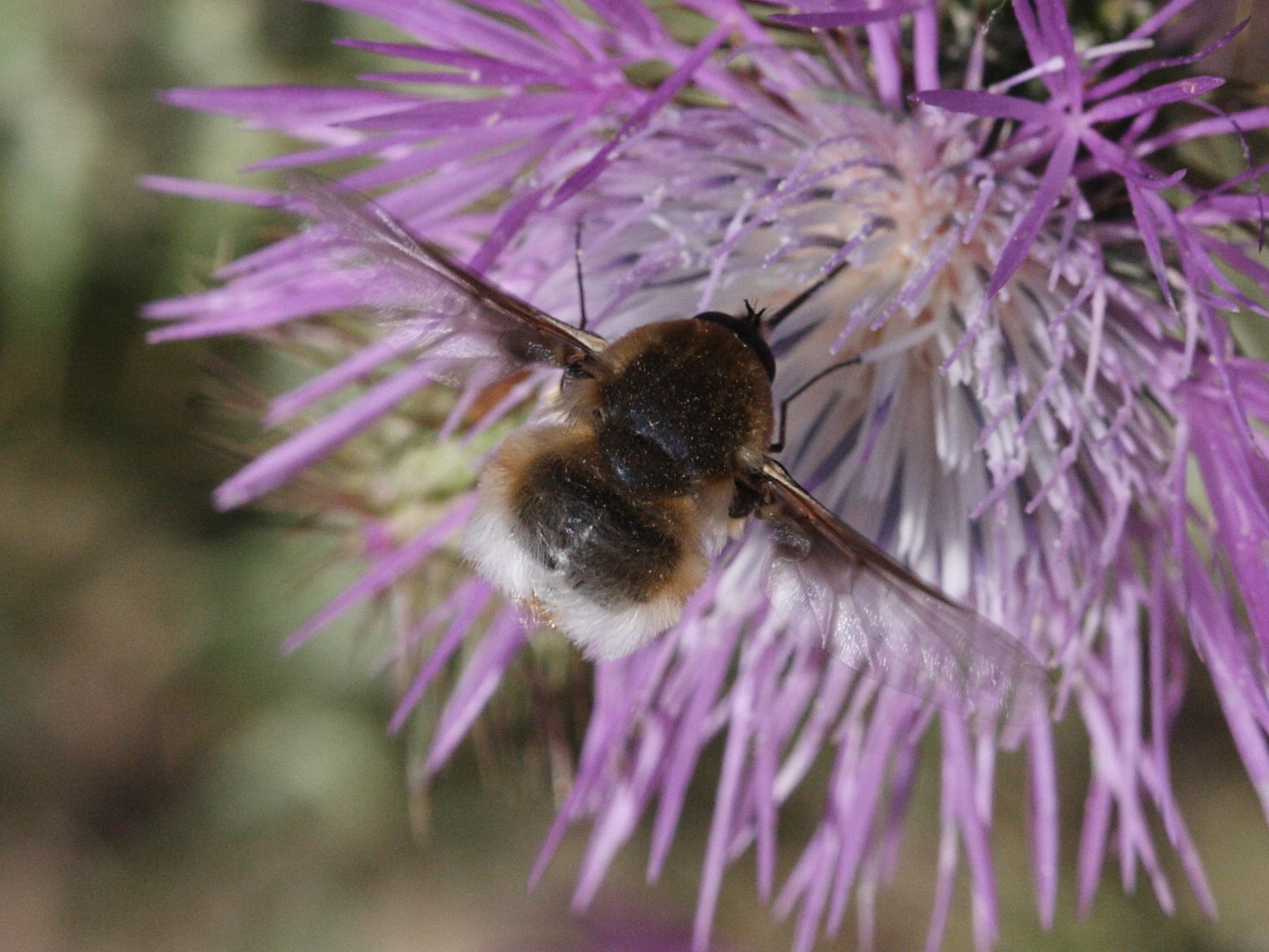 bombylius_cruciatus1md