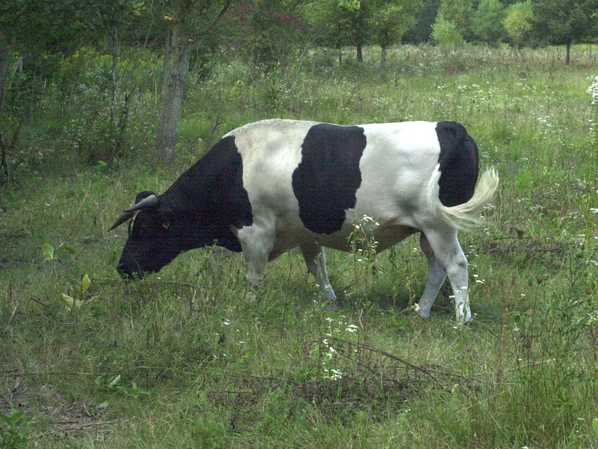 Bos_taurus (1)