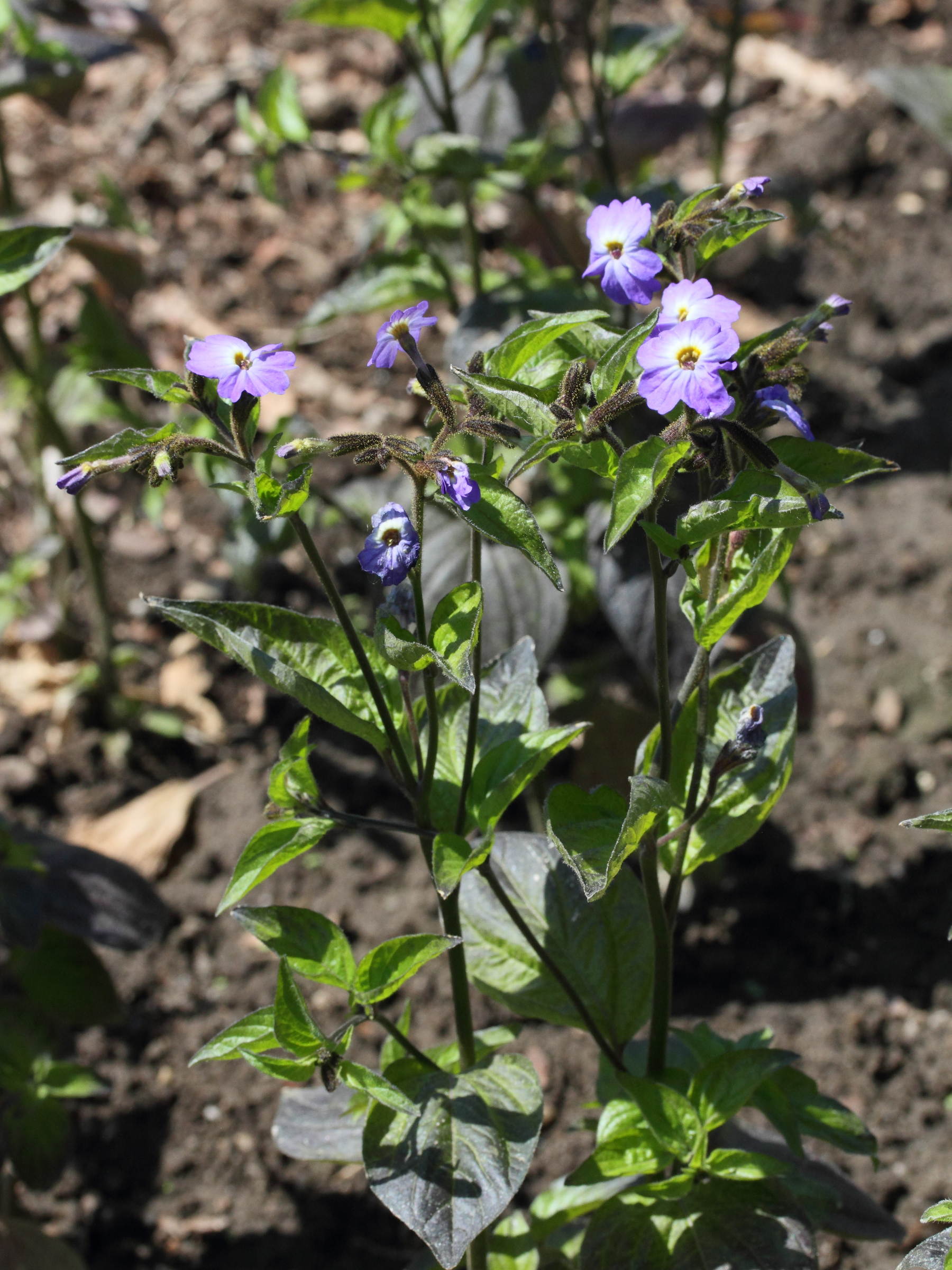 browallia_americana1md