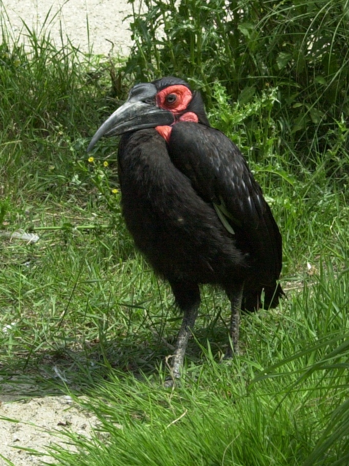 Afficher le média bucorve_du_sud_-_bucorvus_leadbeateri2md bucorve_du_sud_-_bucorvus_leadbeateri2md