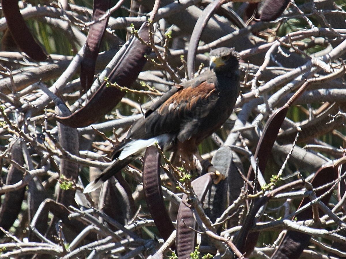 buse_de_harris_-_parabuteo_unicinctus1bd