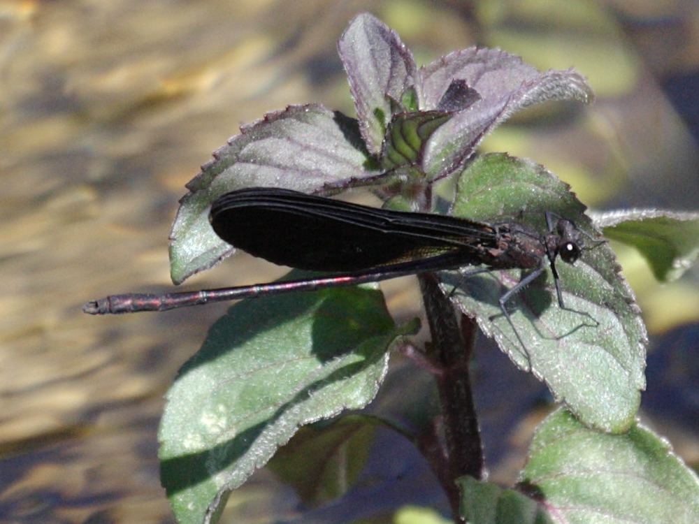 calopteryx_haemorrhoidalis3bd