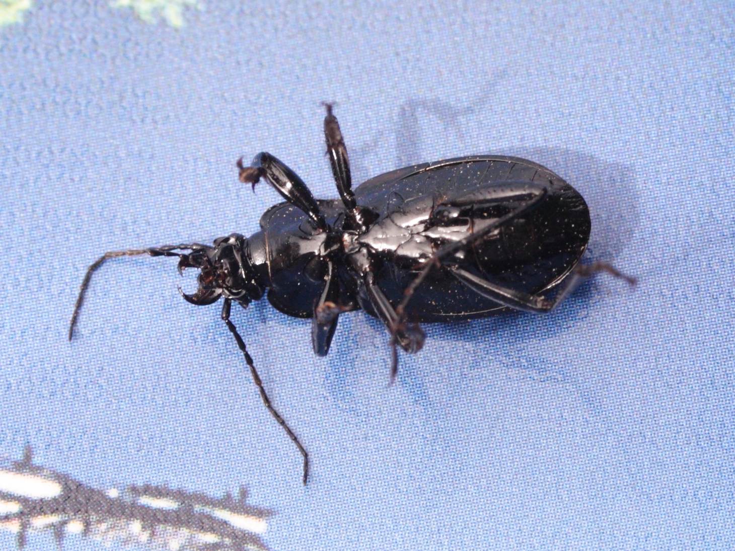 carabus_problematicus2md