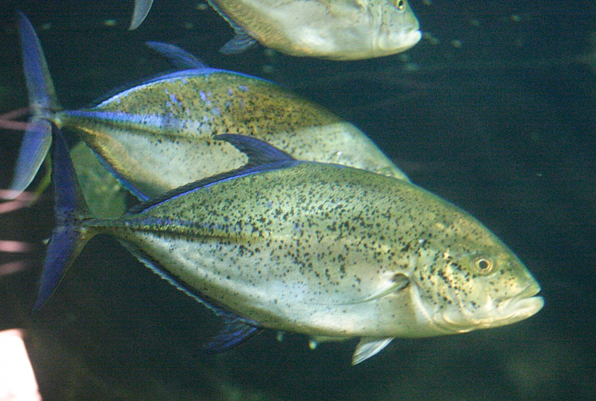 caranx_melampygus3md