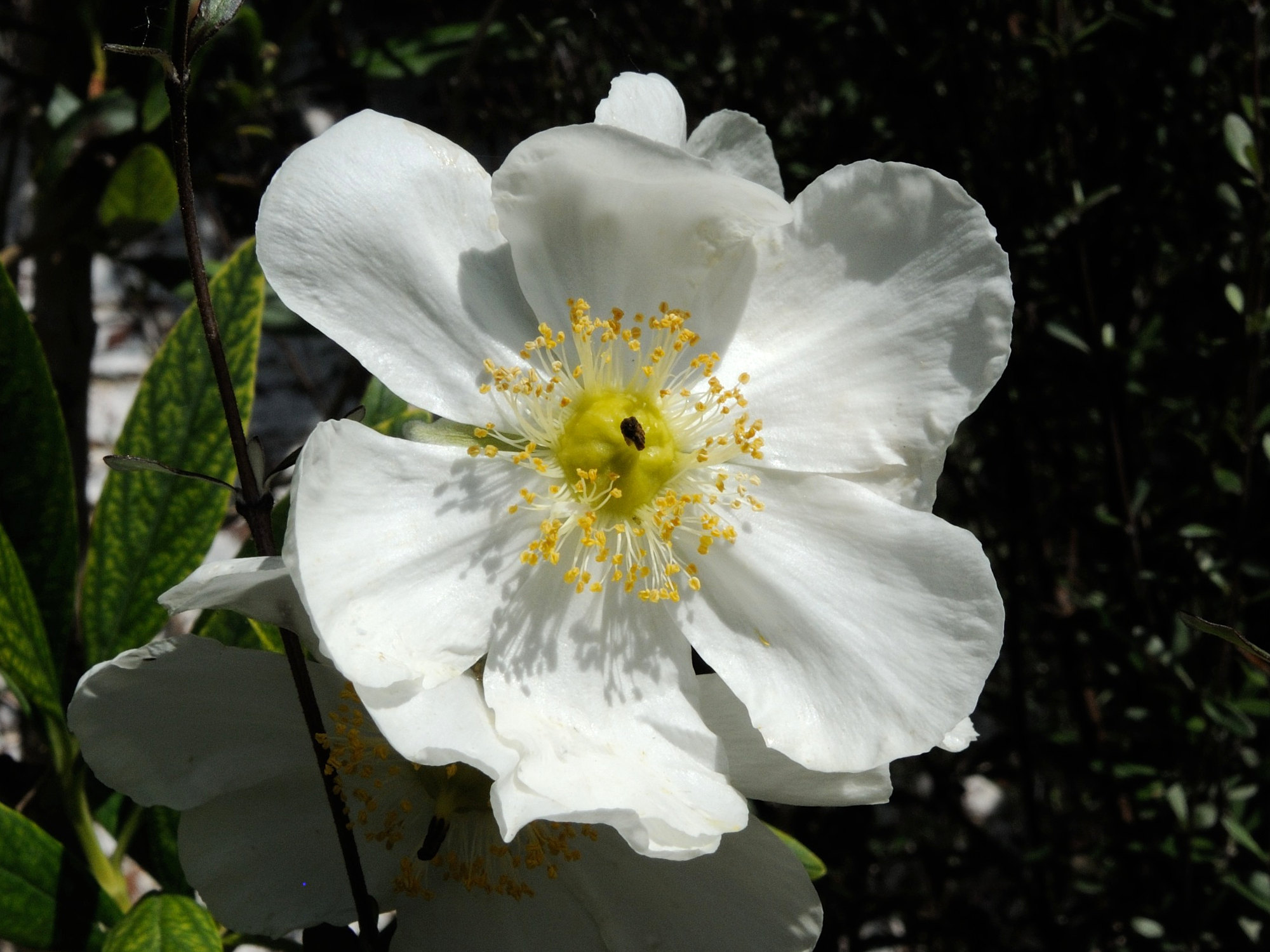 Afficher le média carpenteria_californica3md carpenteria_californica3md