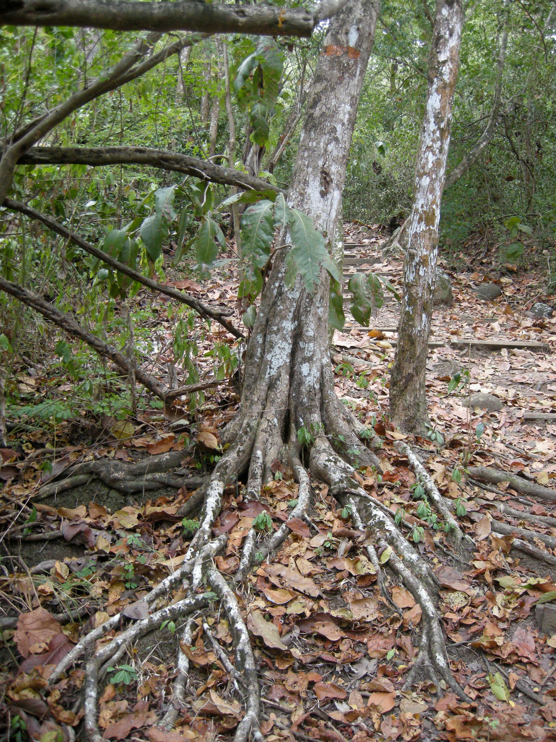 coccoloba_swartzii4md