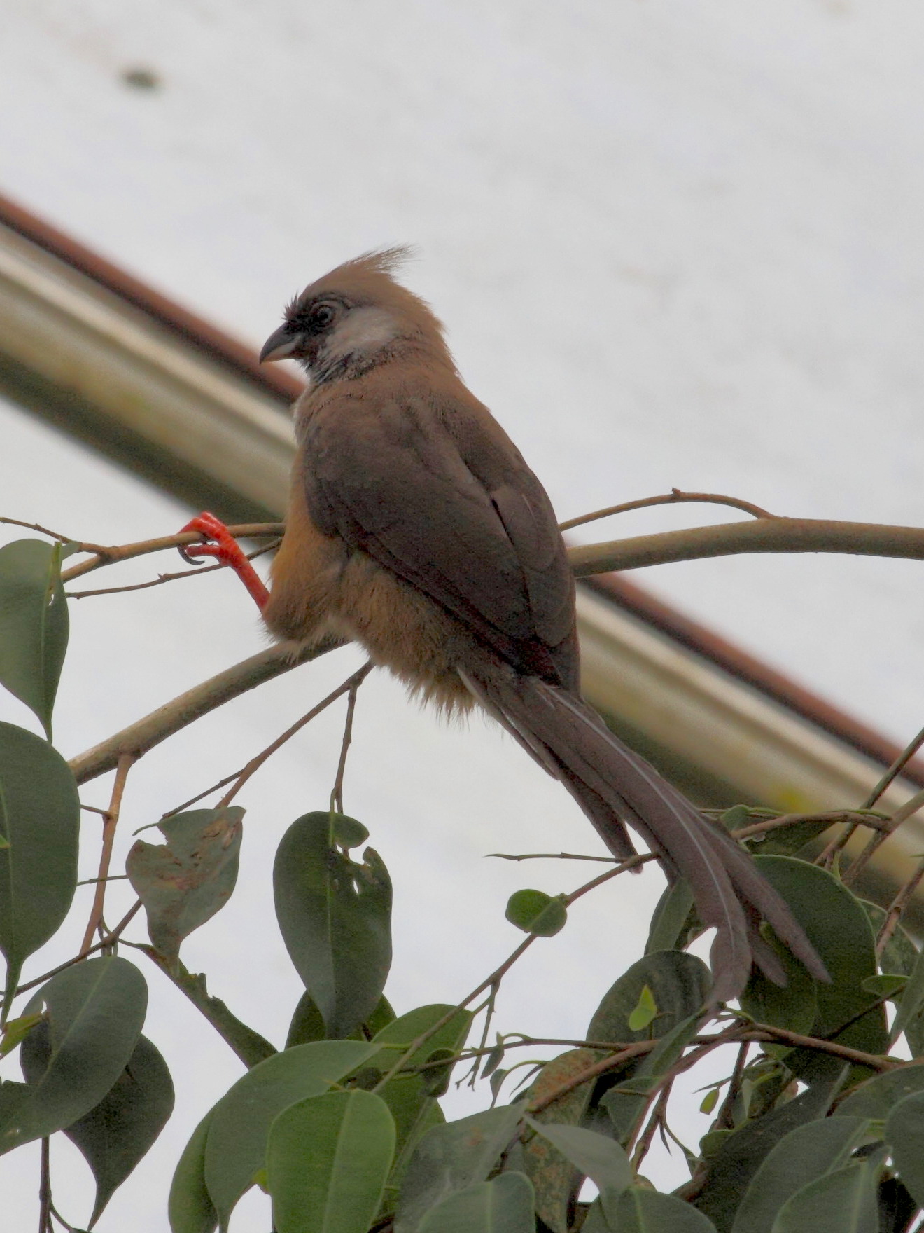 coliou_raye_-_colius_striatus3bd