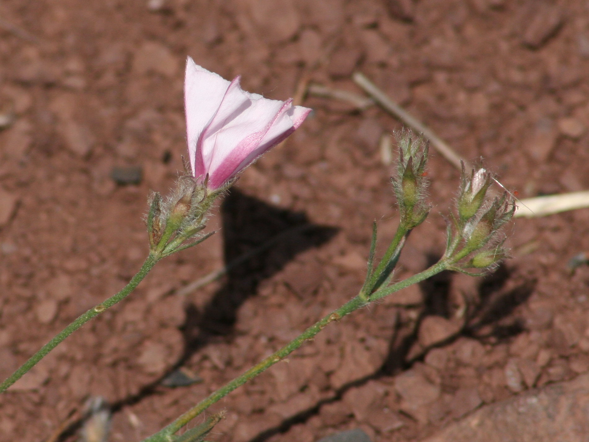 Afficher le média convolvulus_cantabricus2md convolvulus_cantabricus2md