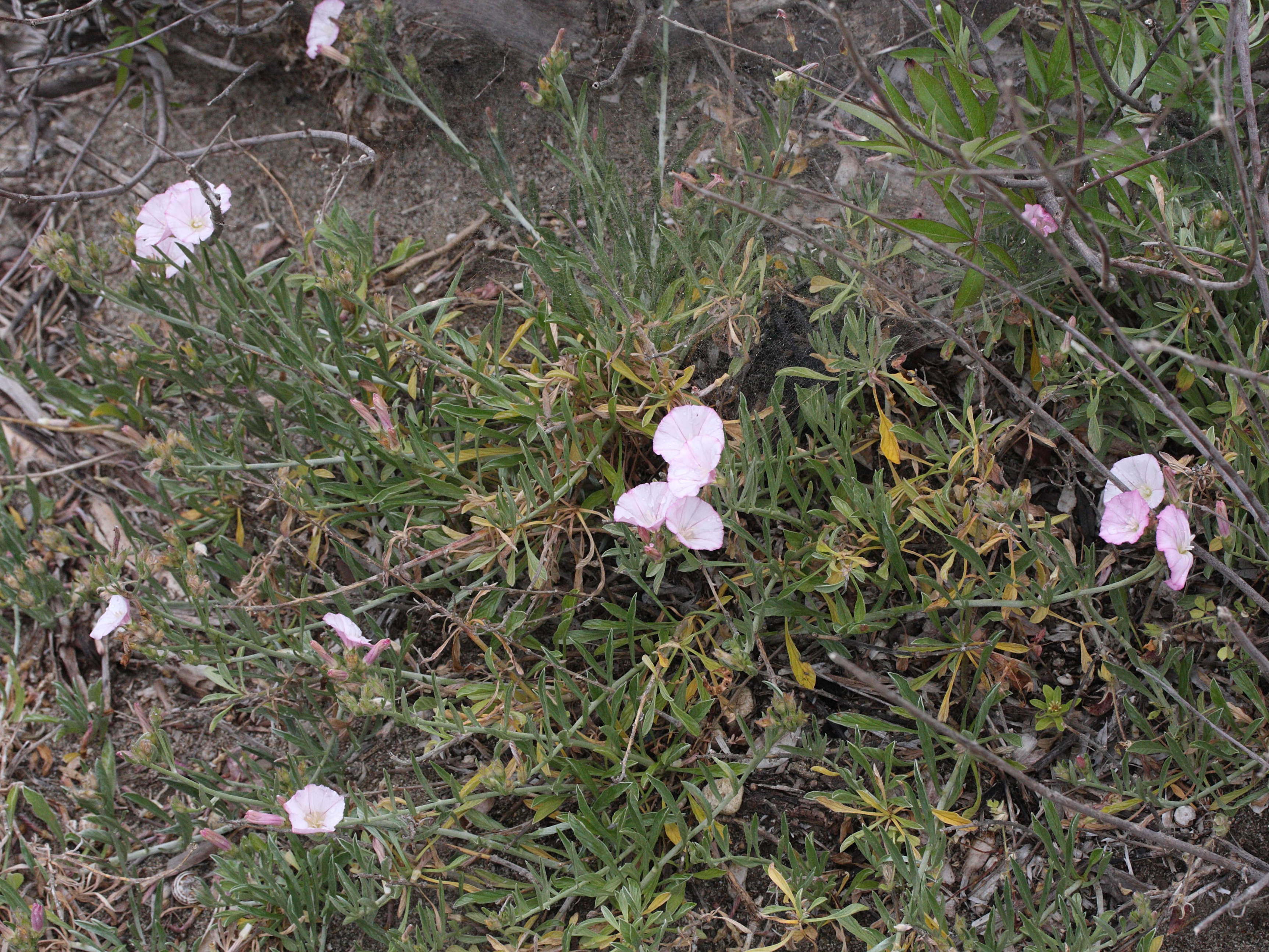 Afficher le média convolvulus_oleifolius1md convolvulus_oleifolius1md