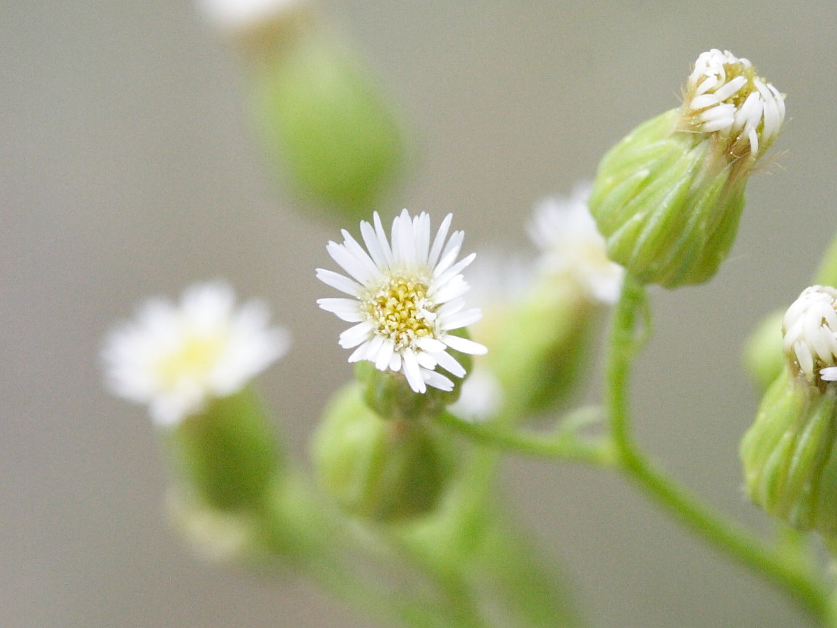 Afficher le média conyza_canadensis6md conyza_canadensis6md