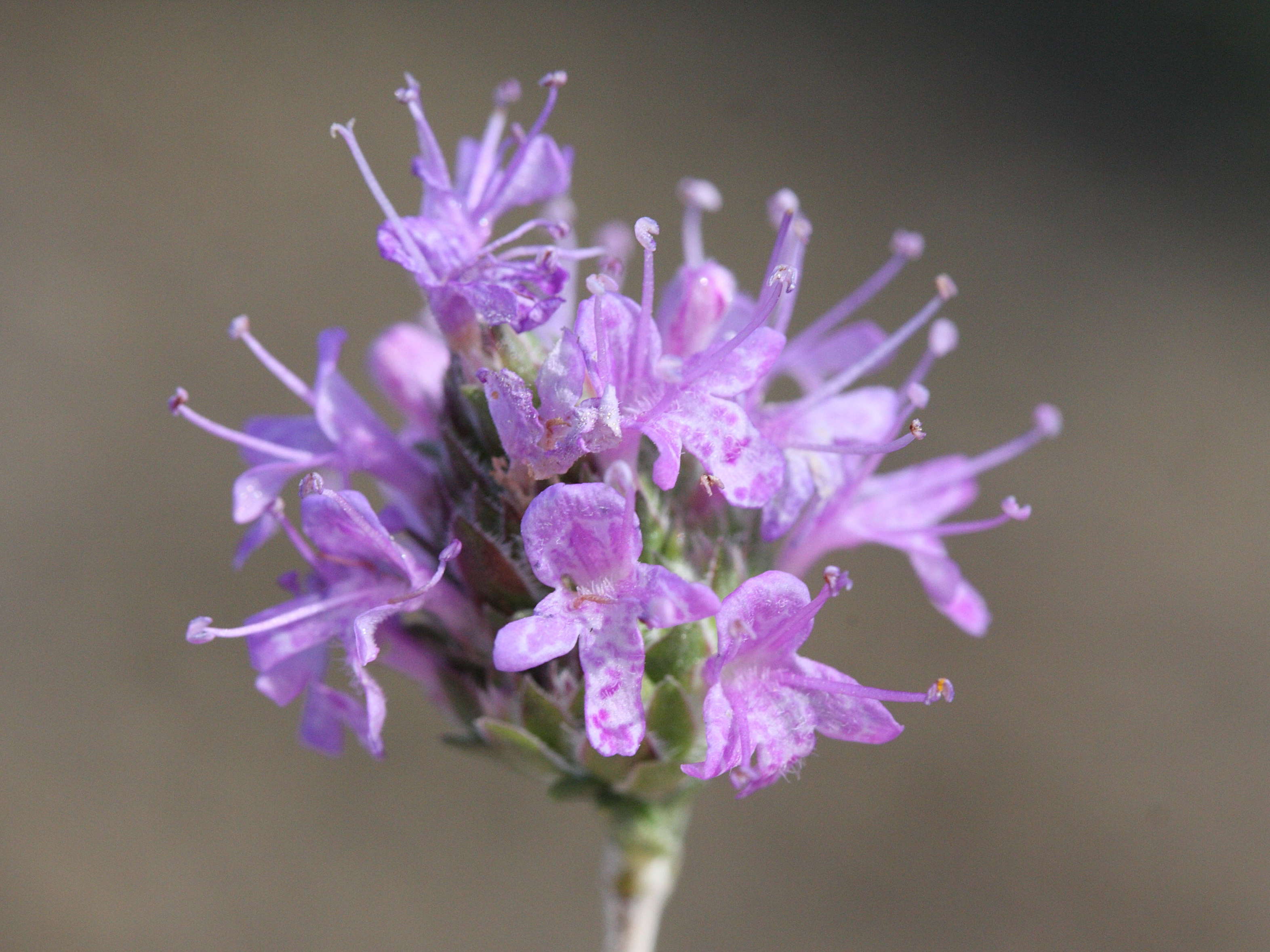 coridothymus_capitatus3md