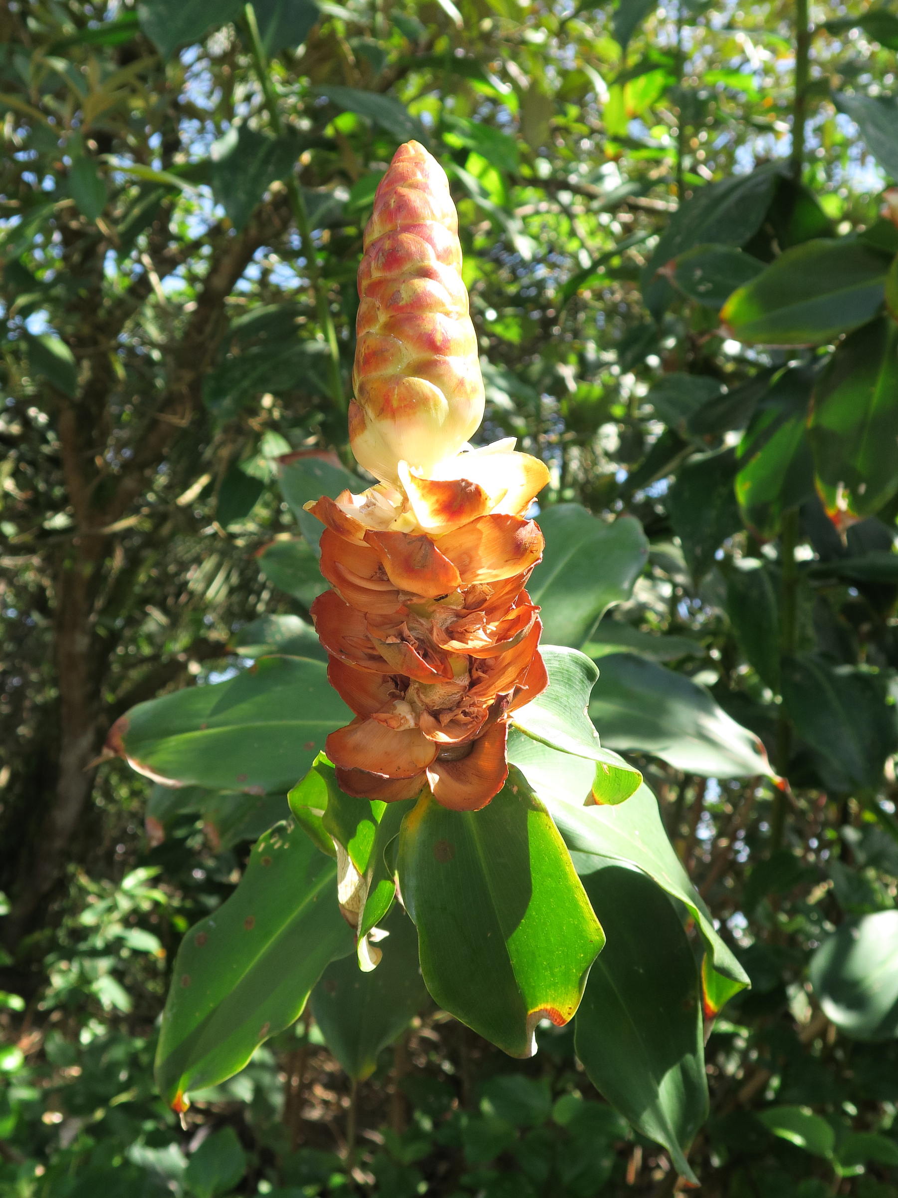 costus_woodsonii2md