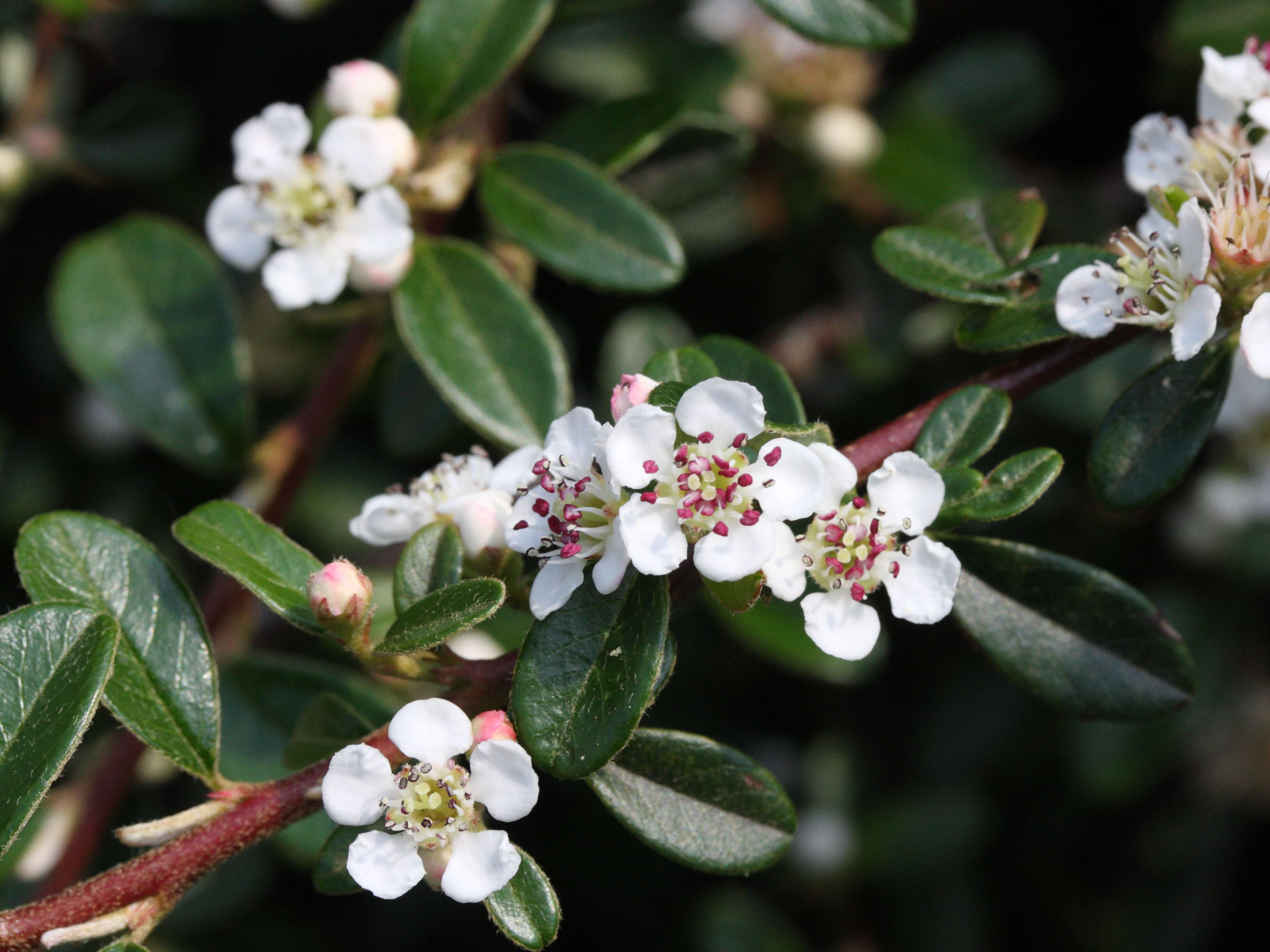 cotoneaster_dammeri3md