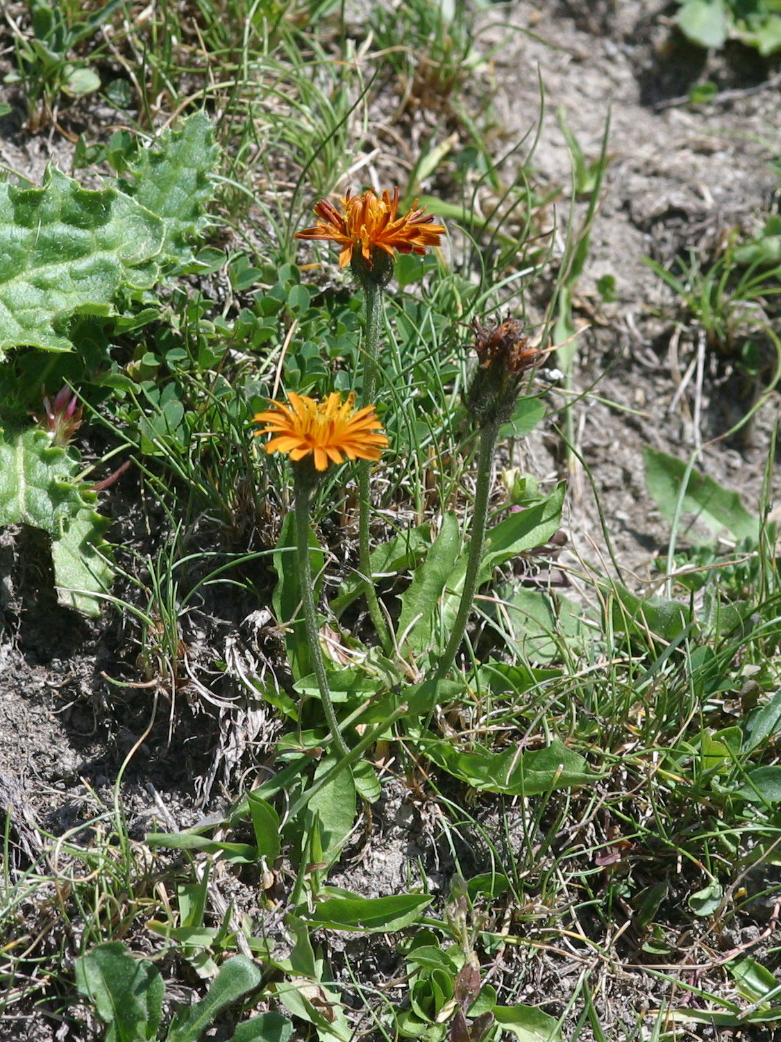 crepis_aurea1bmd