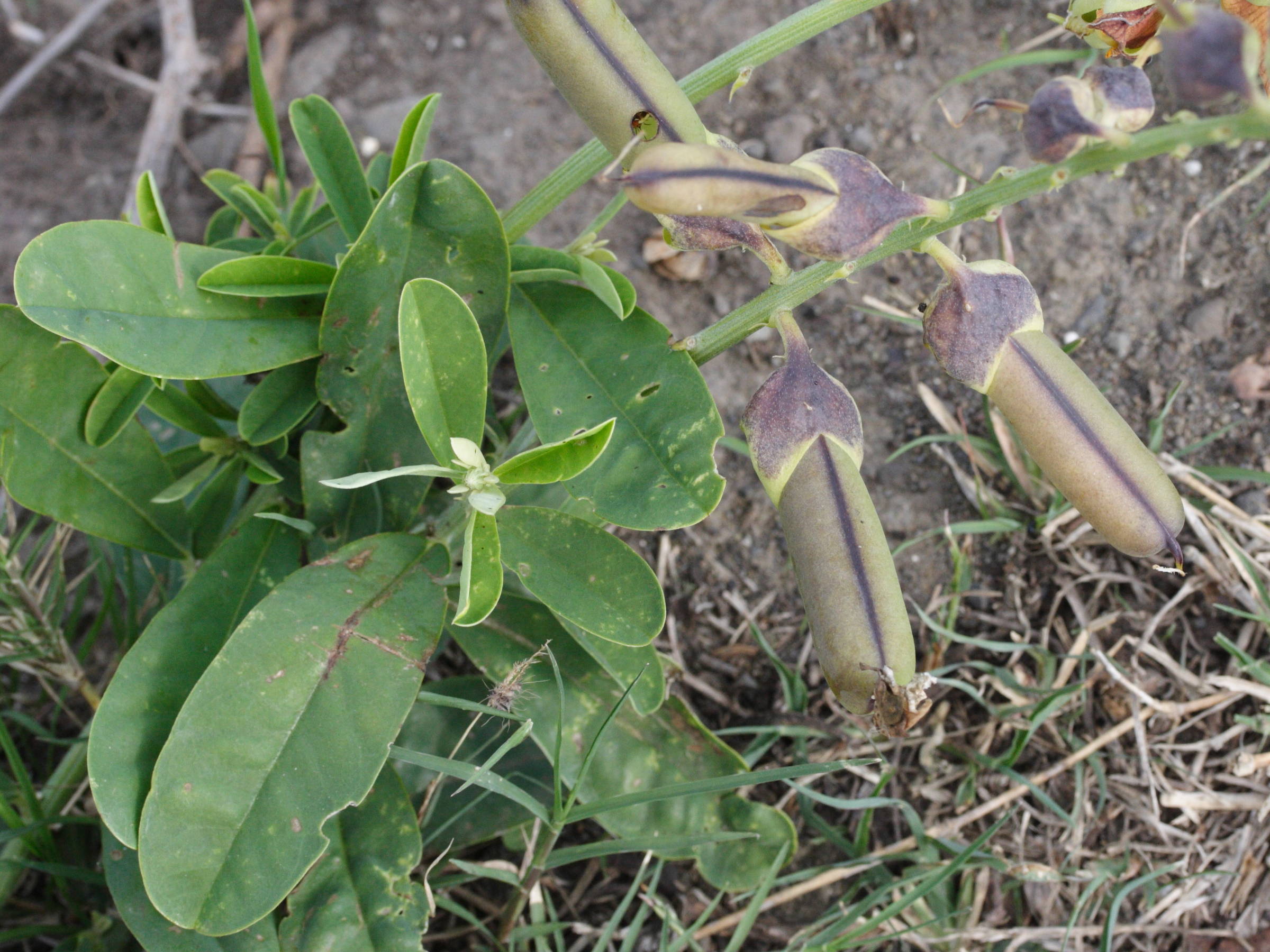 crotalaria_retusa6md