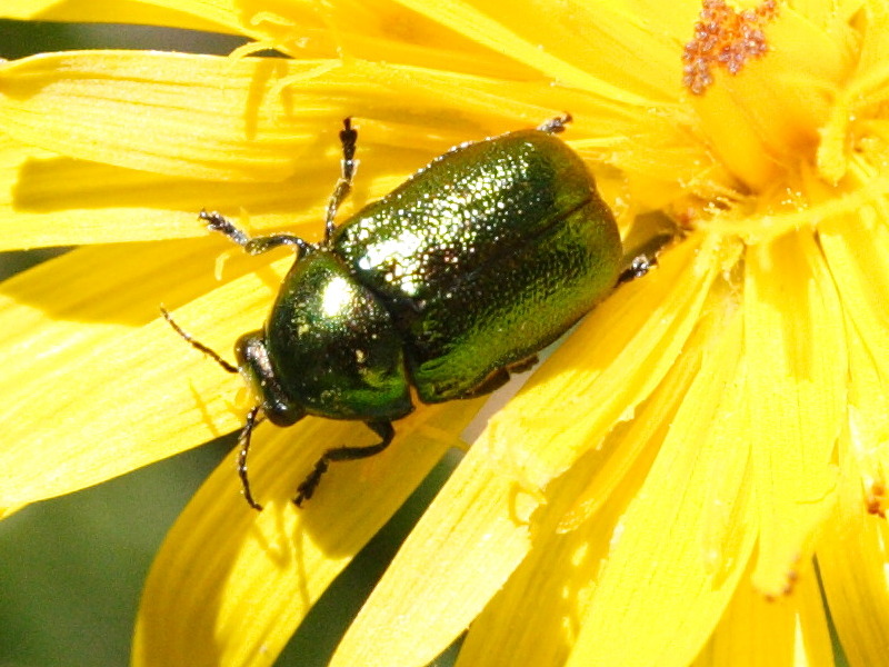 Afficher le média cryptocephalus_aureolus2amd cryptocephalus_aureolus2amd