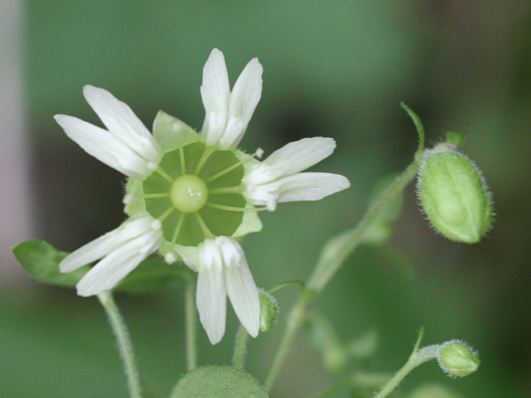 cucubalus_baccifer7md