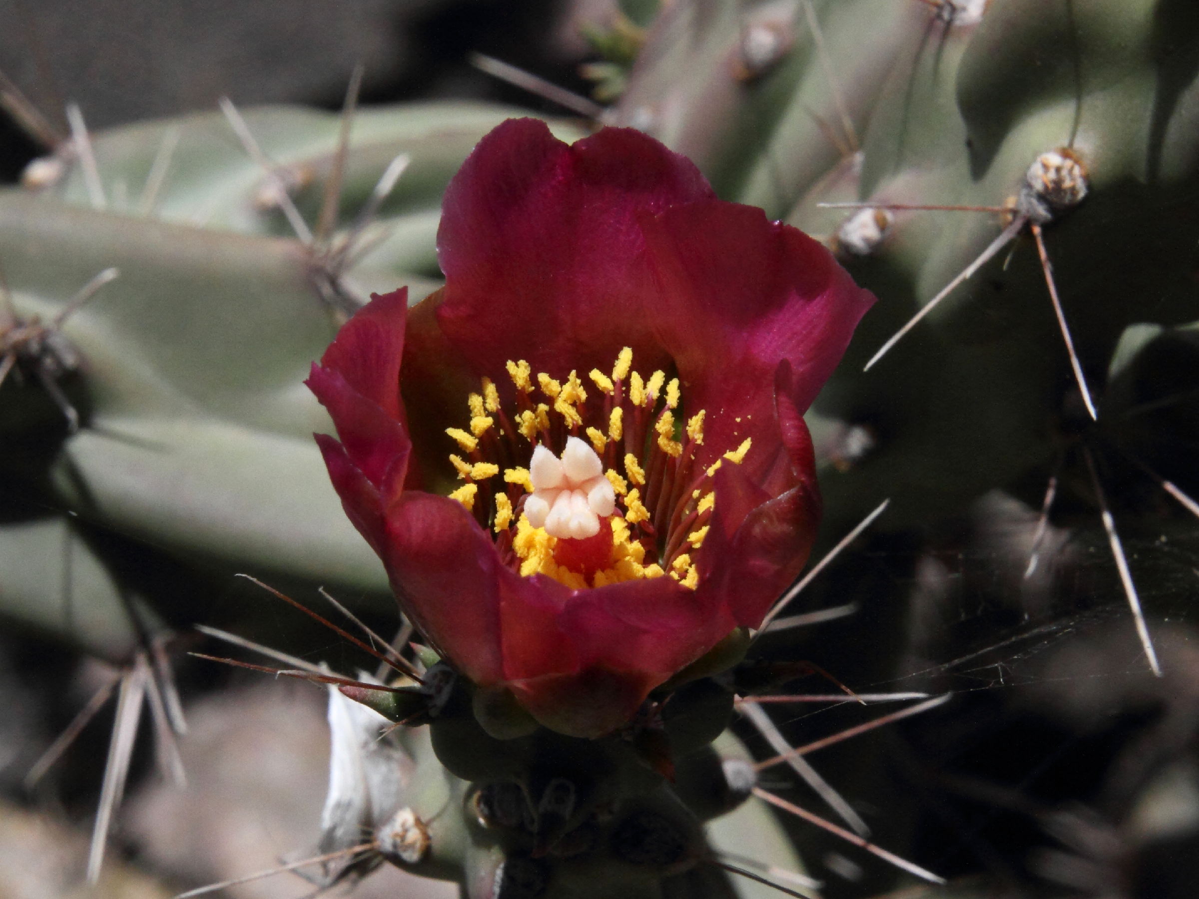 Afficher le média cylindropuntia_imbricata3md cylindropuntia_imbricata3md