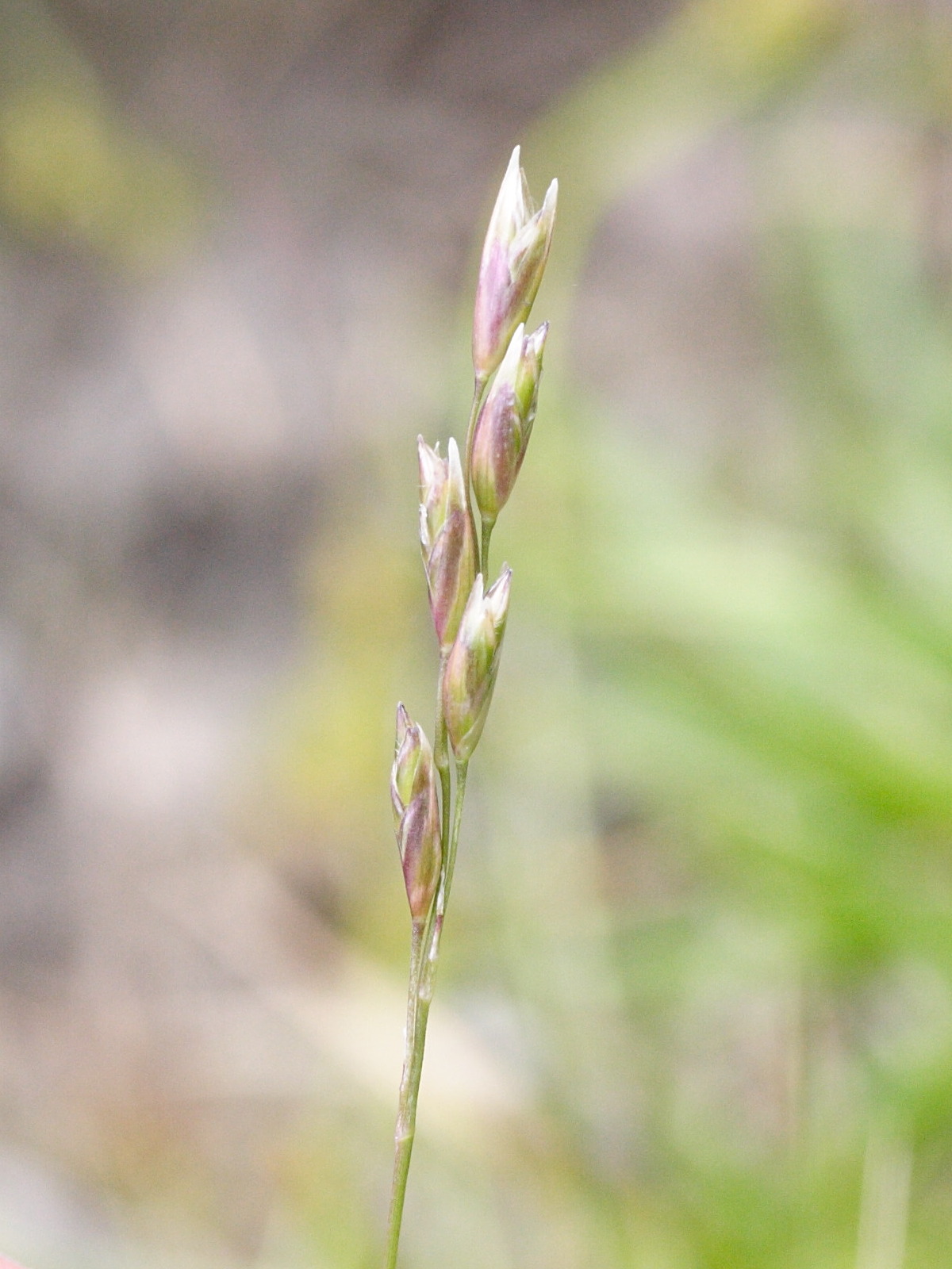 danthonia_decumbens2md