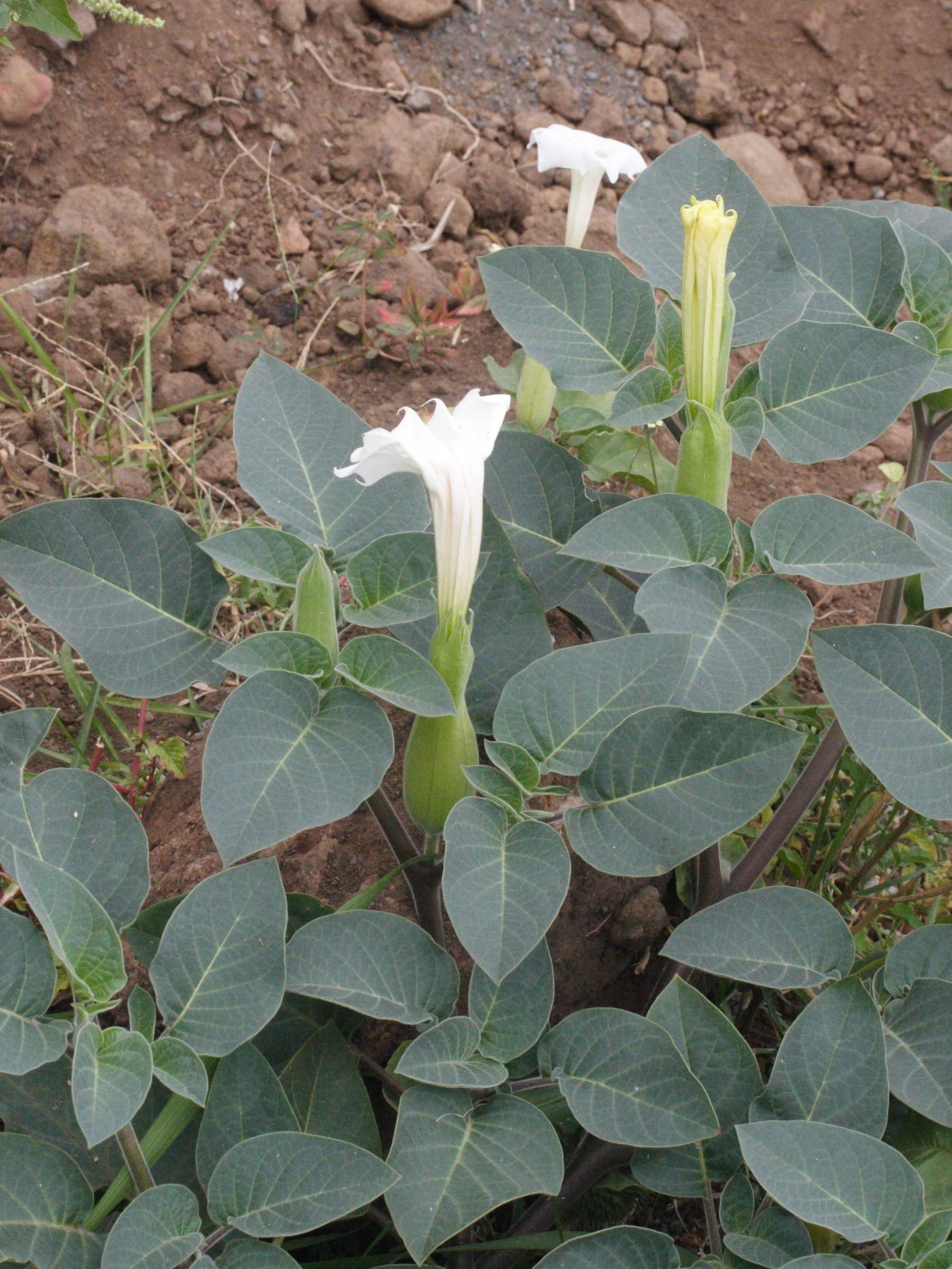 datura_metel2md