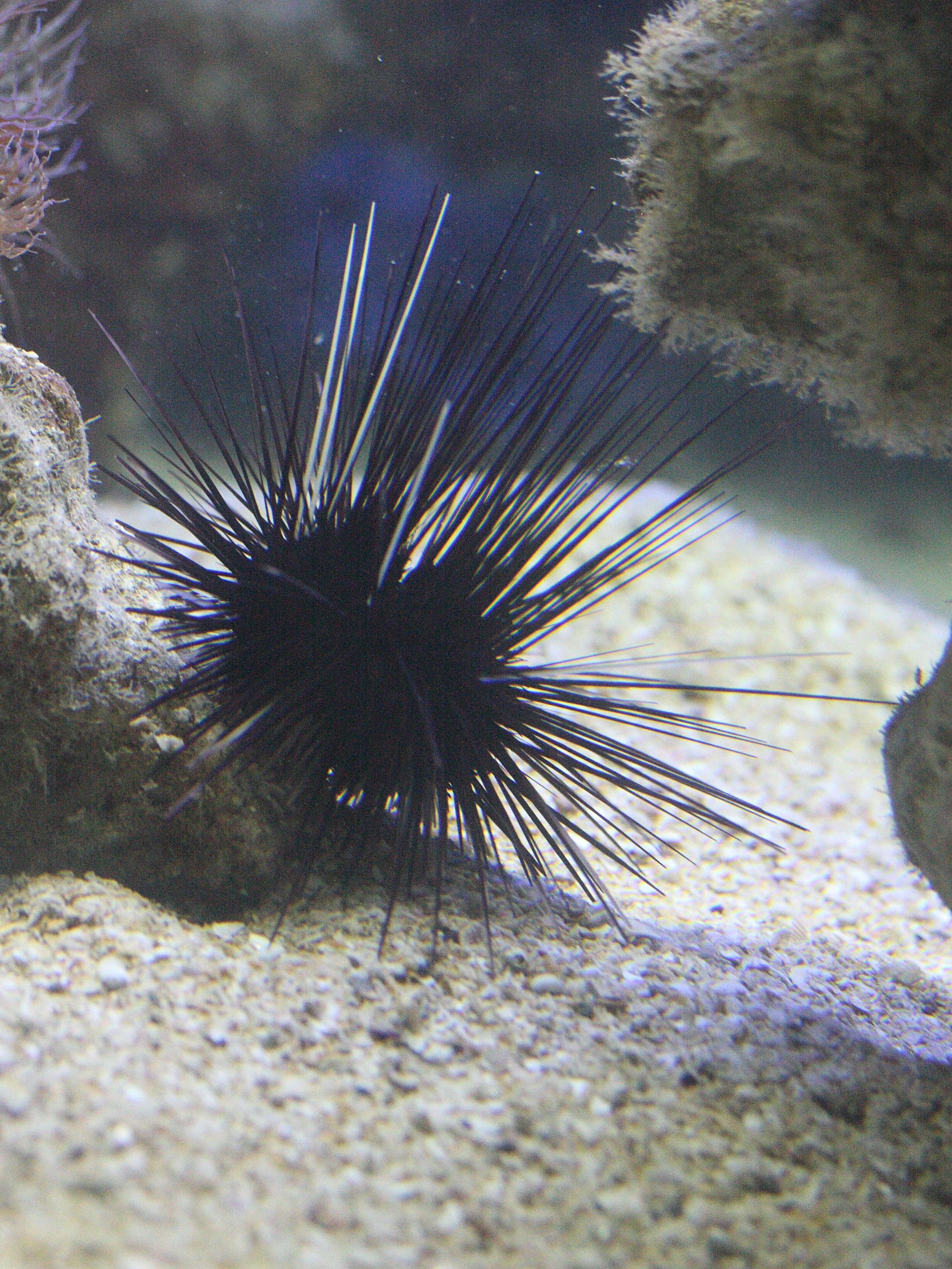 diadema_antillarum1md