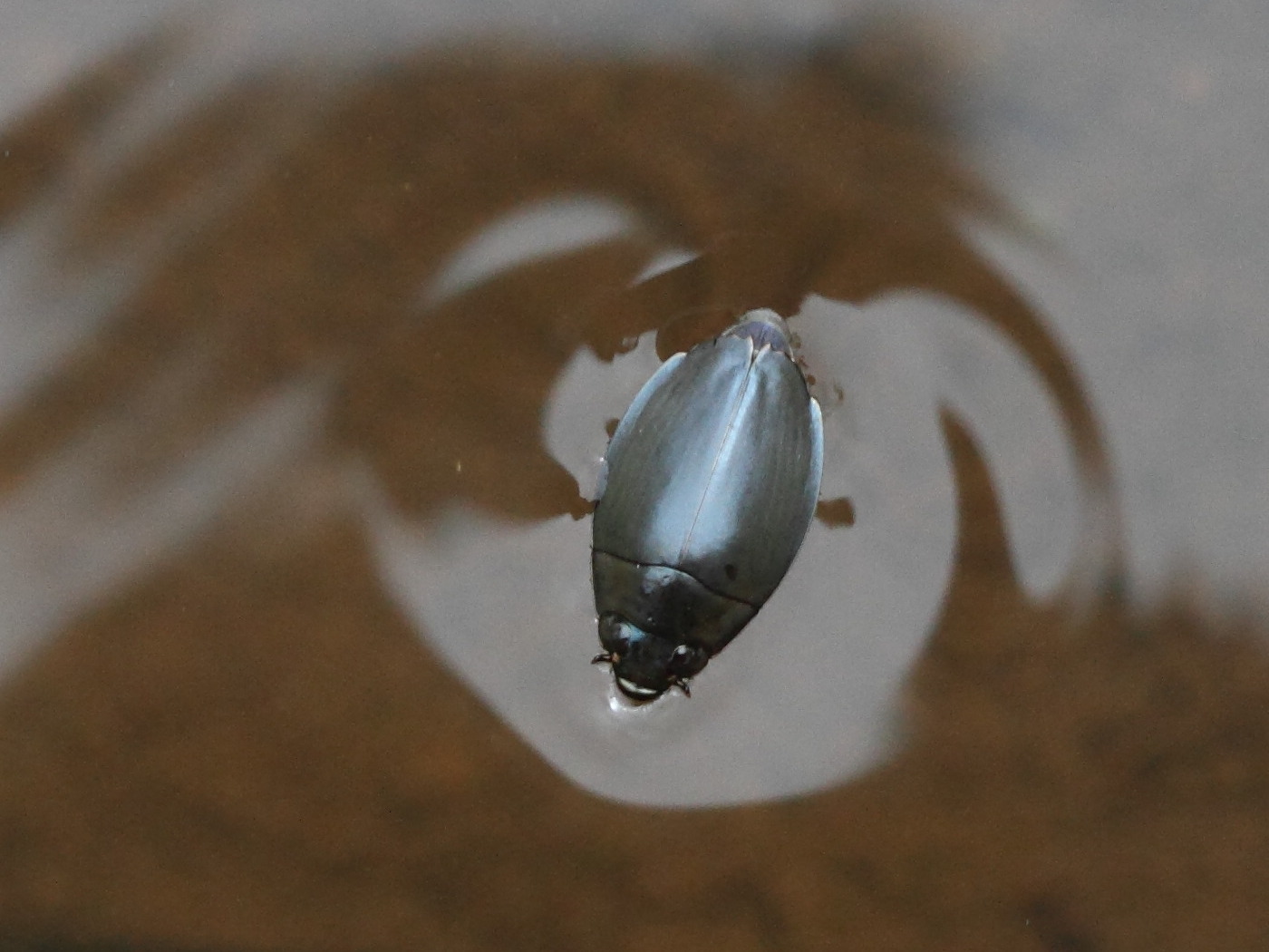 Dineutus_sinuosipennis