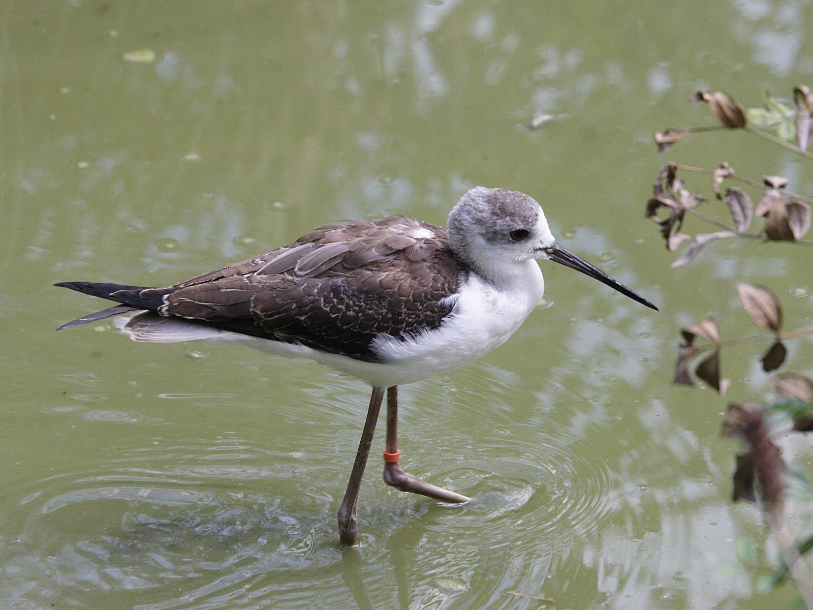 Afficher le média echasse_blanche_-_himantopus_himantopus1md echasse_blanche_-_himantopus_himantopus1md