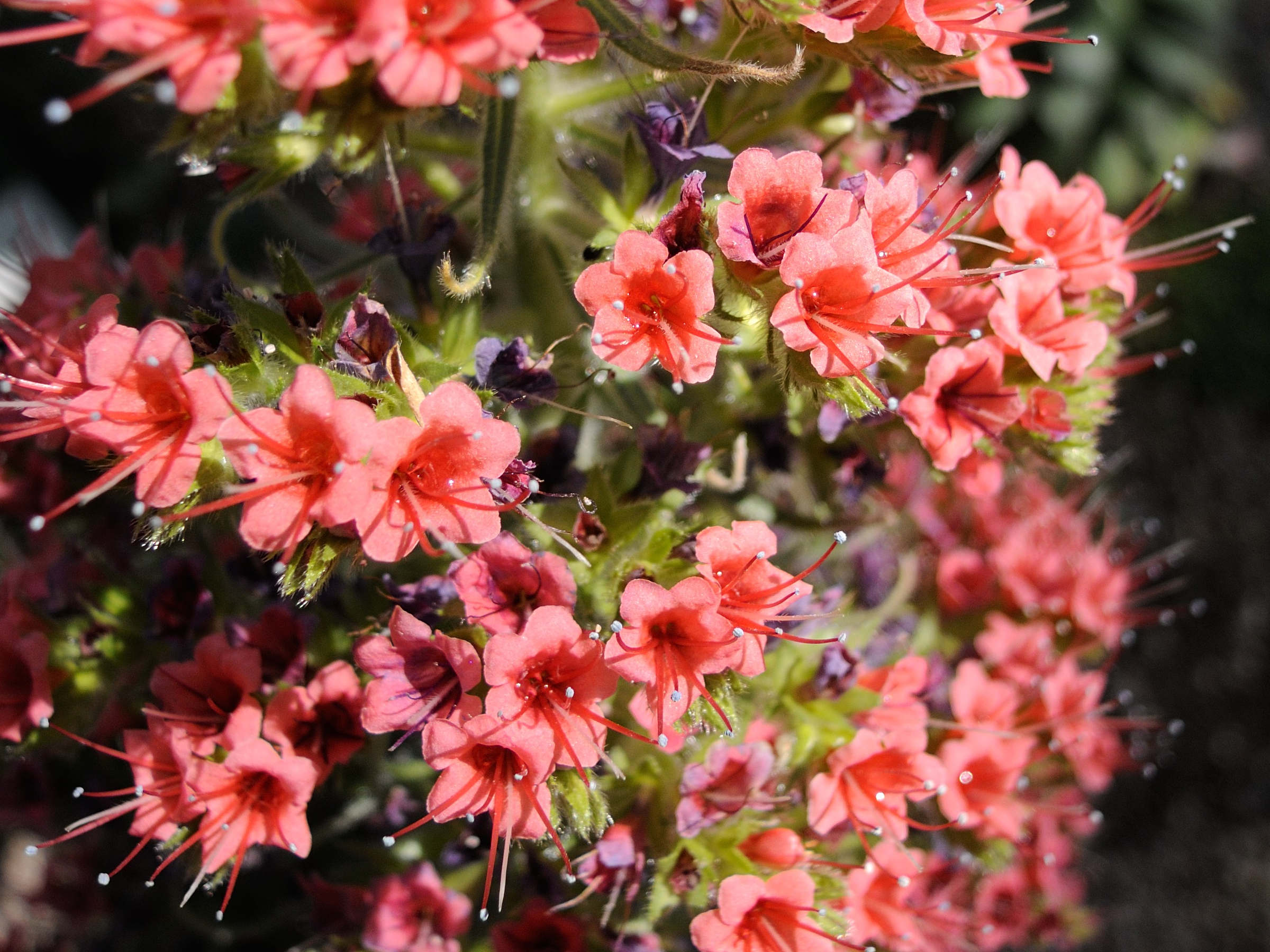 Afficher le média echium_wildpretii2md echium_wildpretii2md