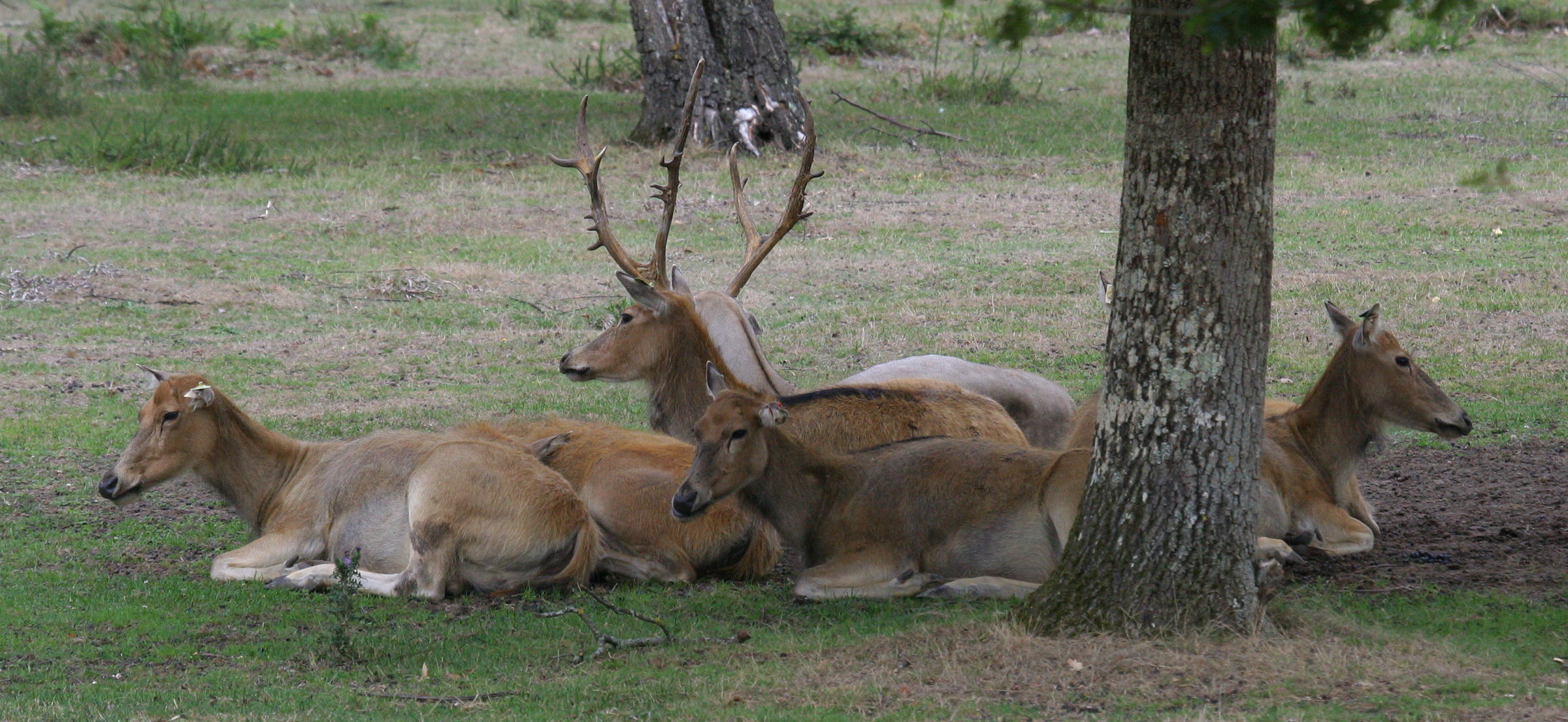 elaphurus_davidianus3bd