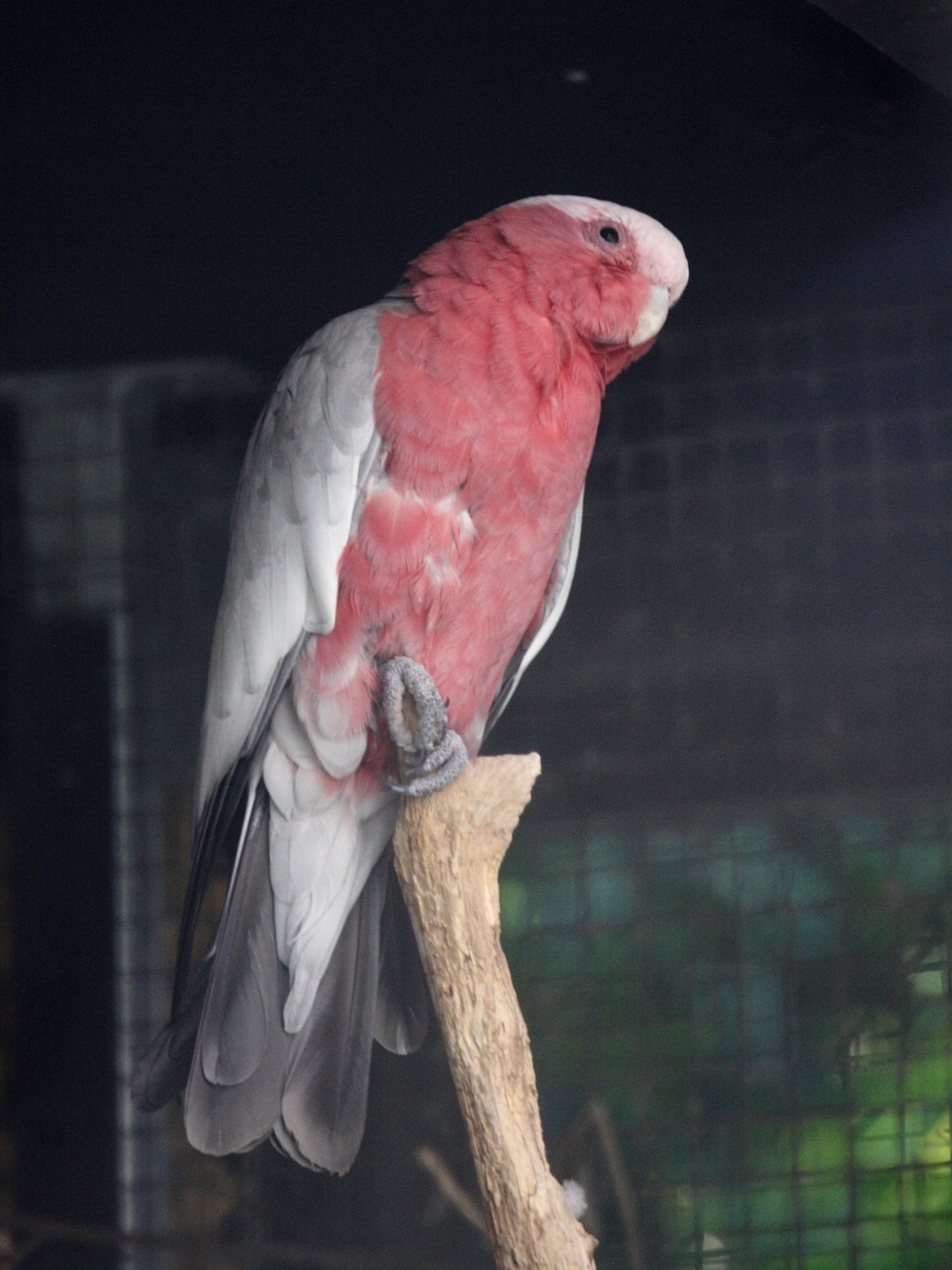 Eolophus_roseicapilla