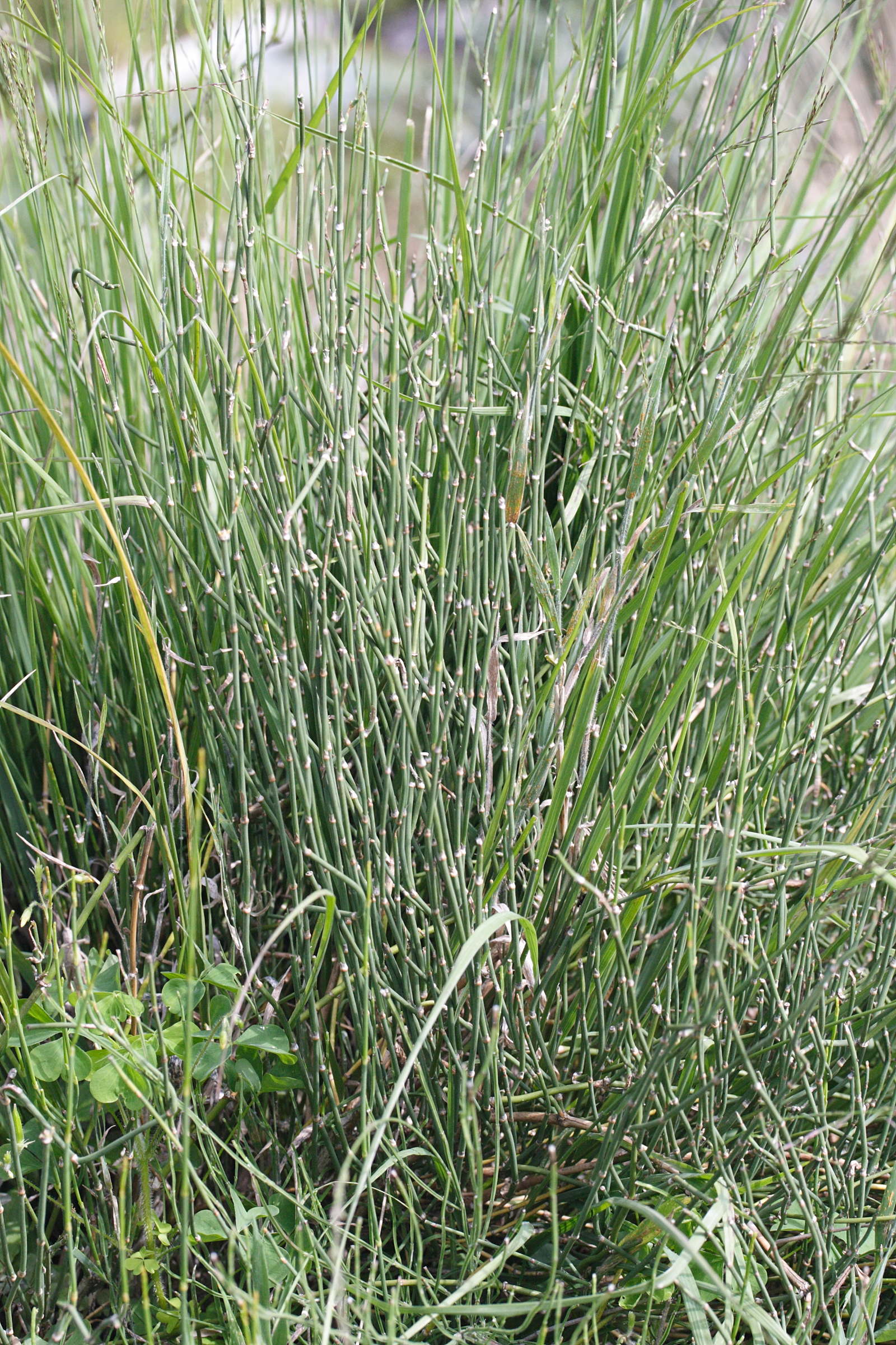 ephedra_negrii1md