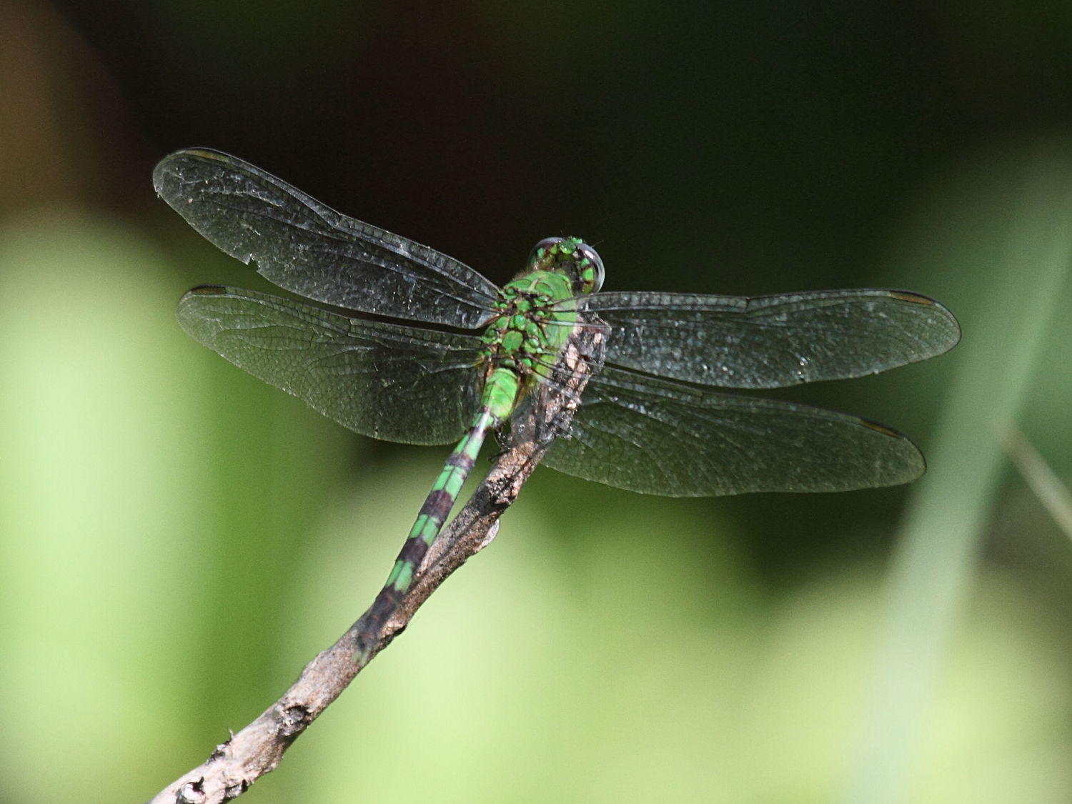 erythemis_vesiculosa1bd