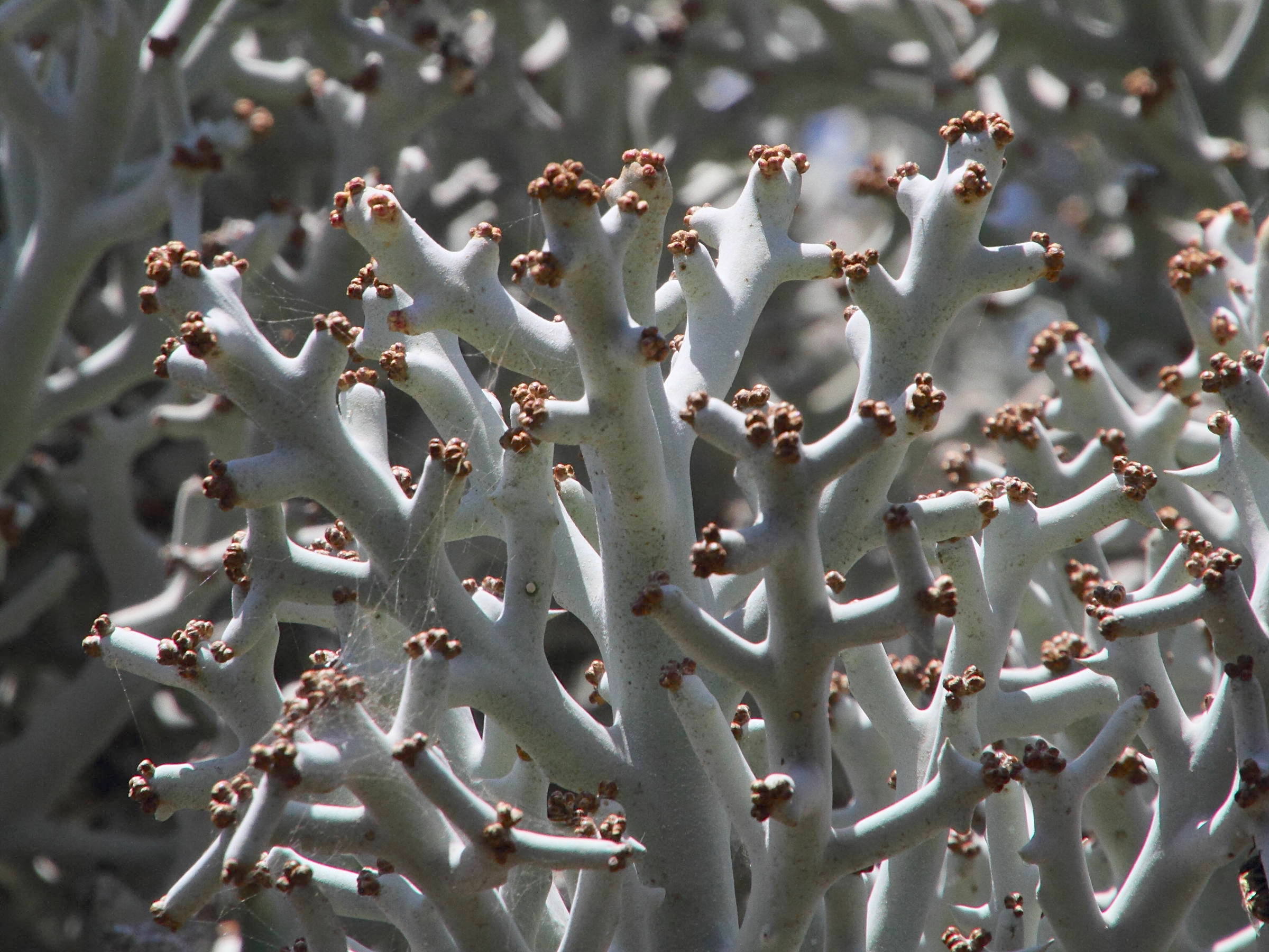 Afficher le média euphorbia_stenoclada2md euphorbia_stenoclada2md